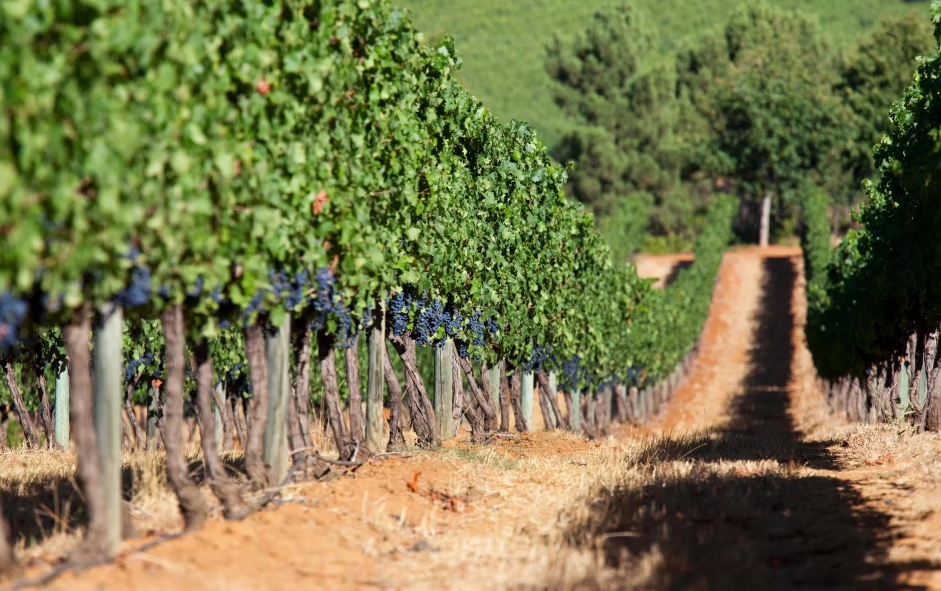 Day in Delaire Graff Lodges and Spa