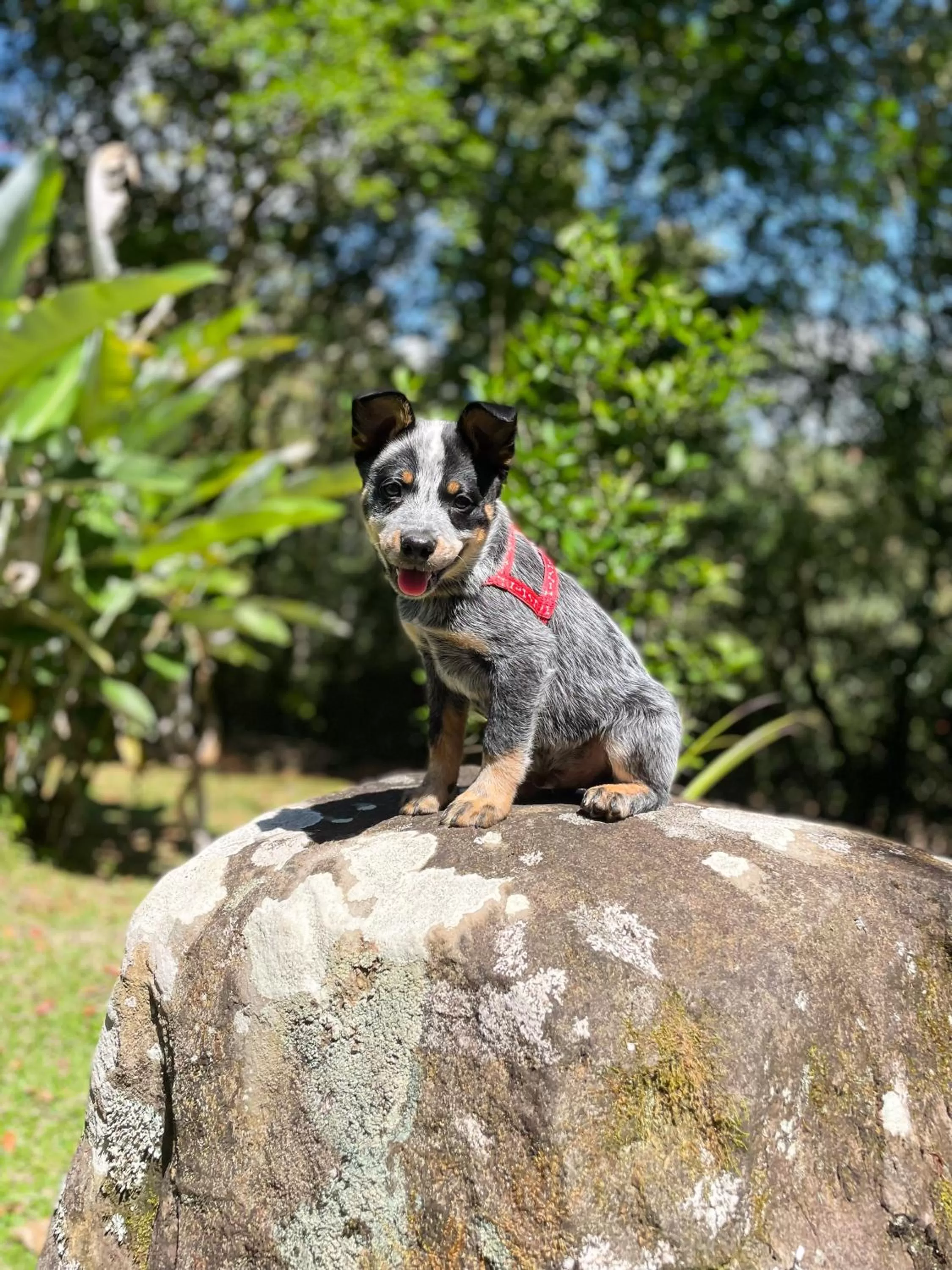 Day, Pets in Hospedaje La Naciente