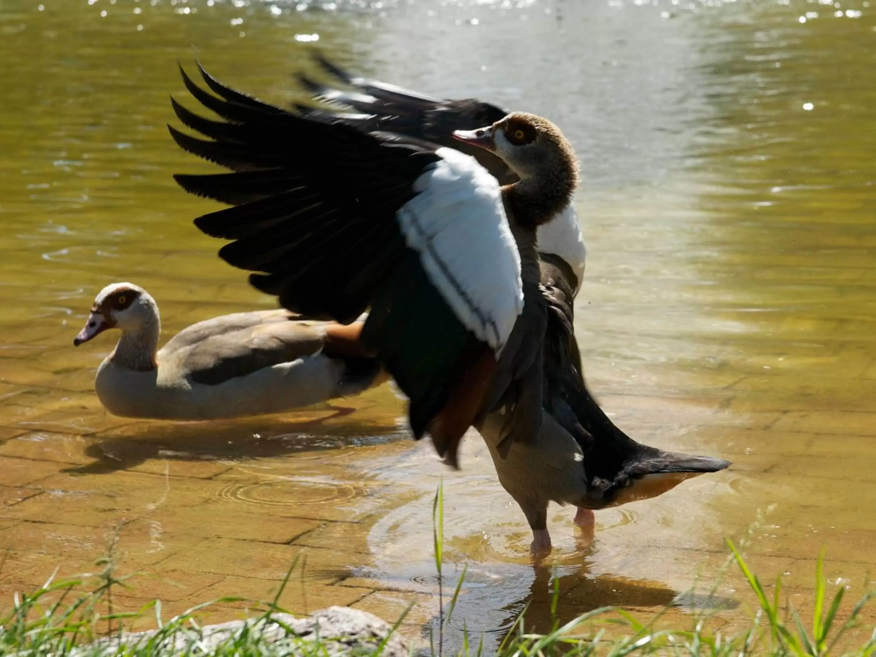 Animals, Other Animals in Hotel Am Schlosspark , Wiesbaden