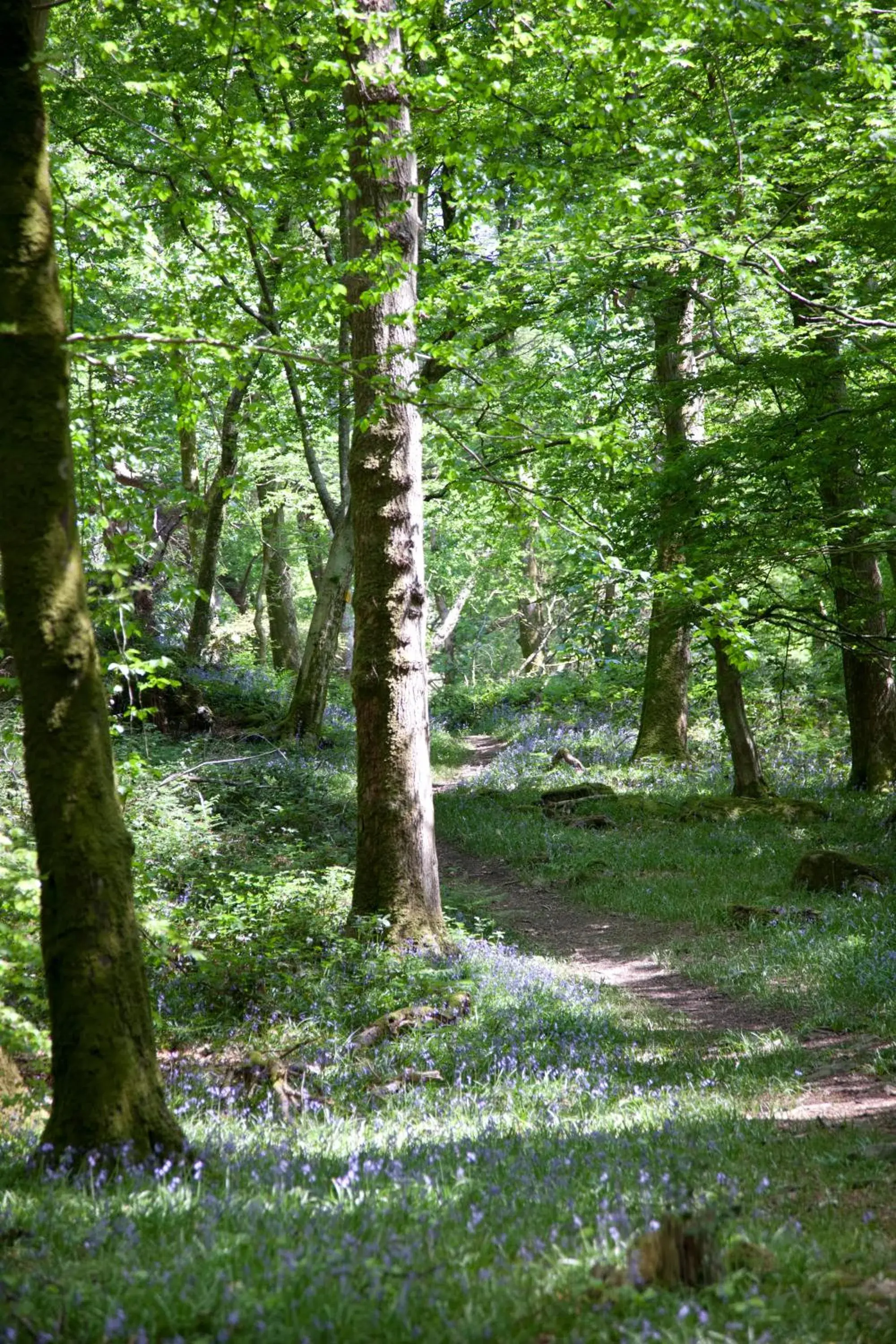 Natural landscape in Aberdunant Hall Country Hotel