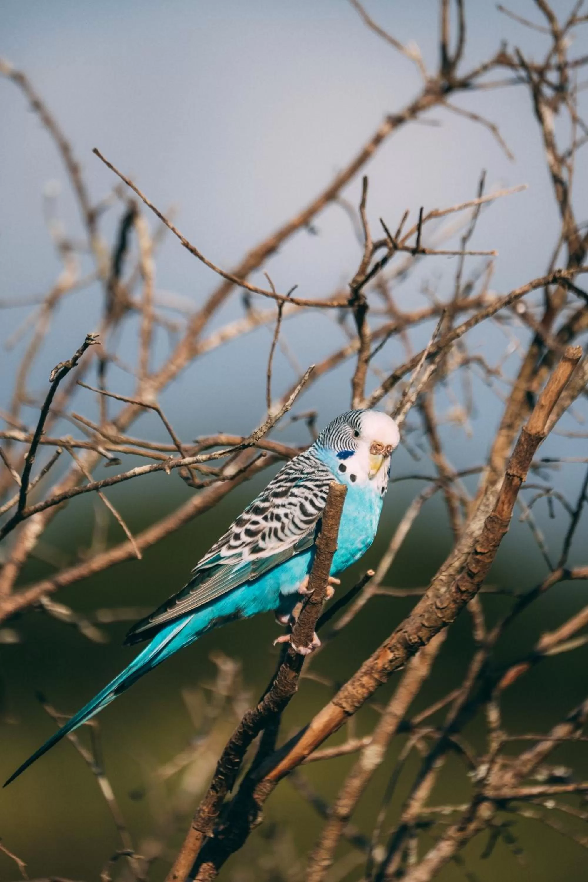 Animals in Pousada Trem Chic