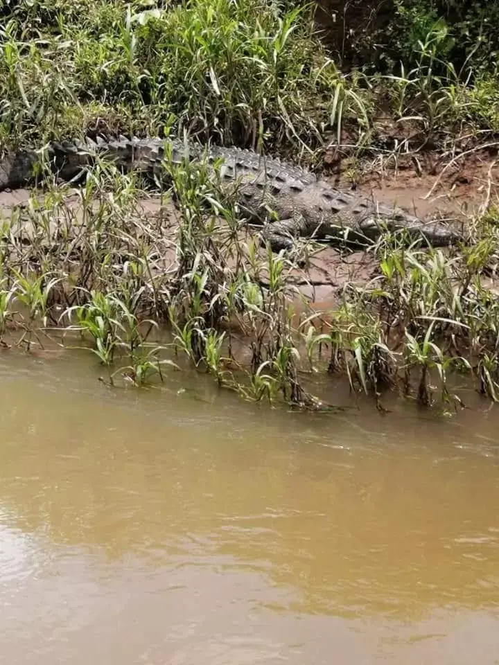 Other Animals in Iguanitas Lodge