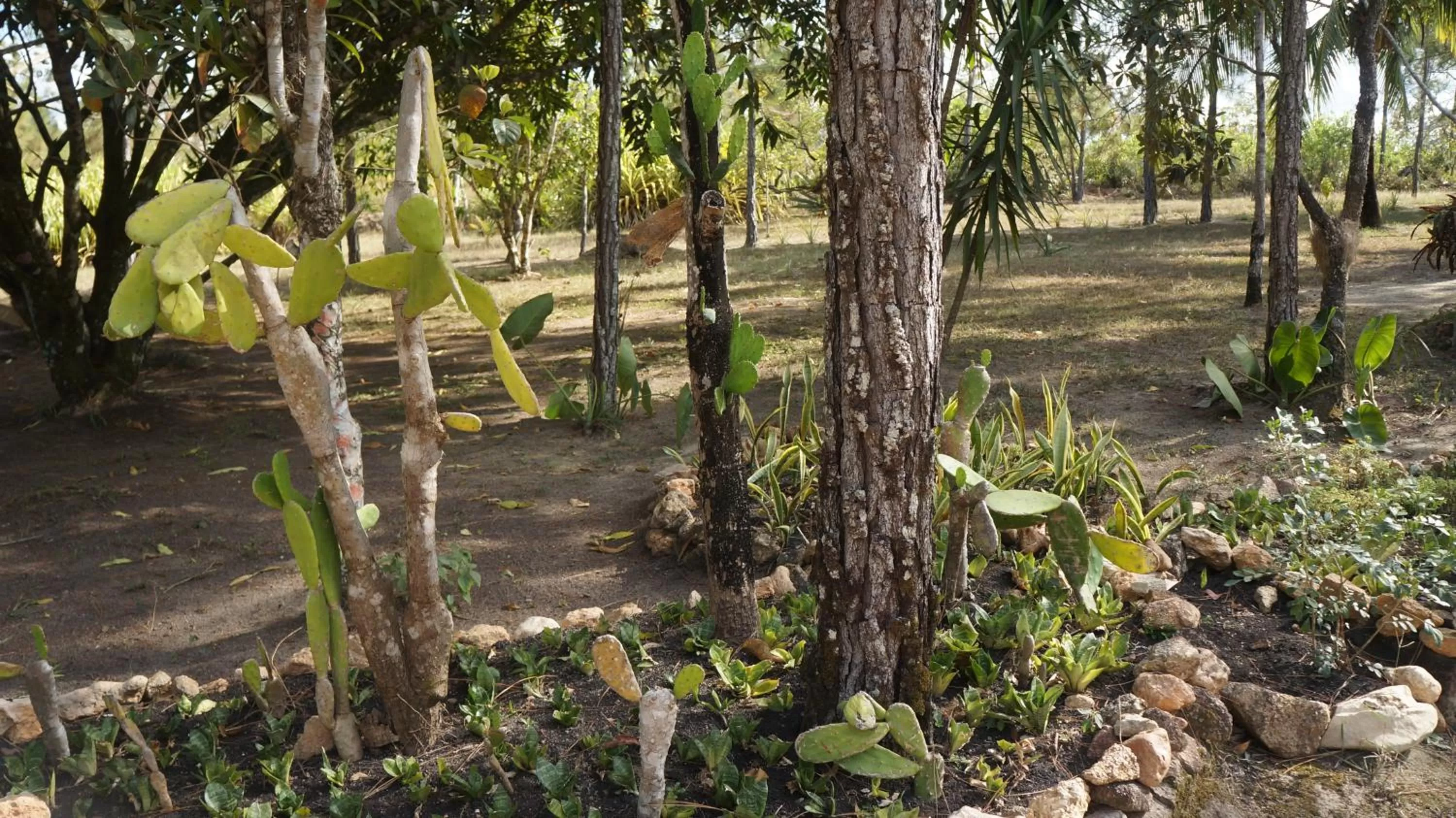 Garden in Pine Ridge Lodge