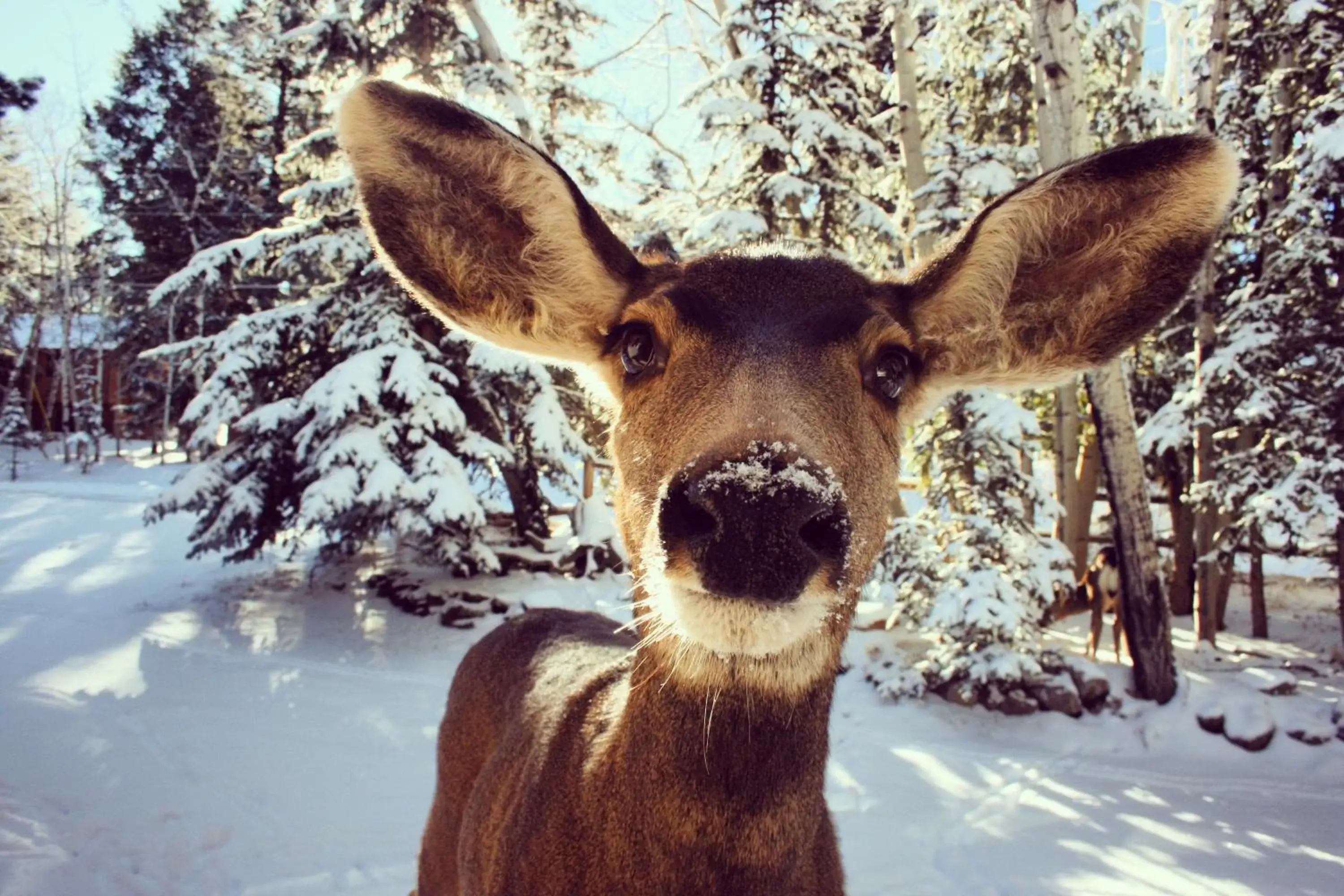 Other Animals in The Retreat at Angel Fire