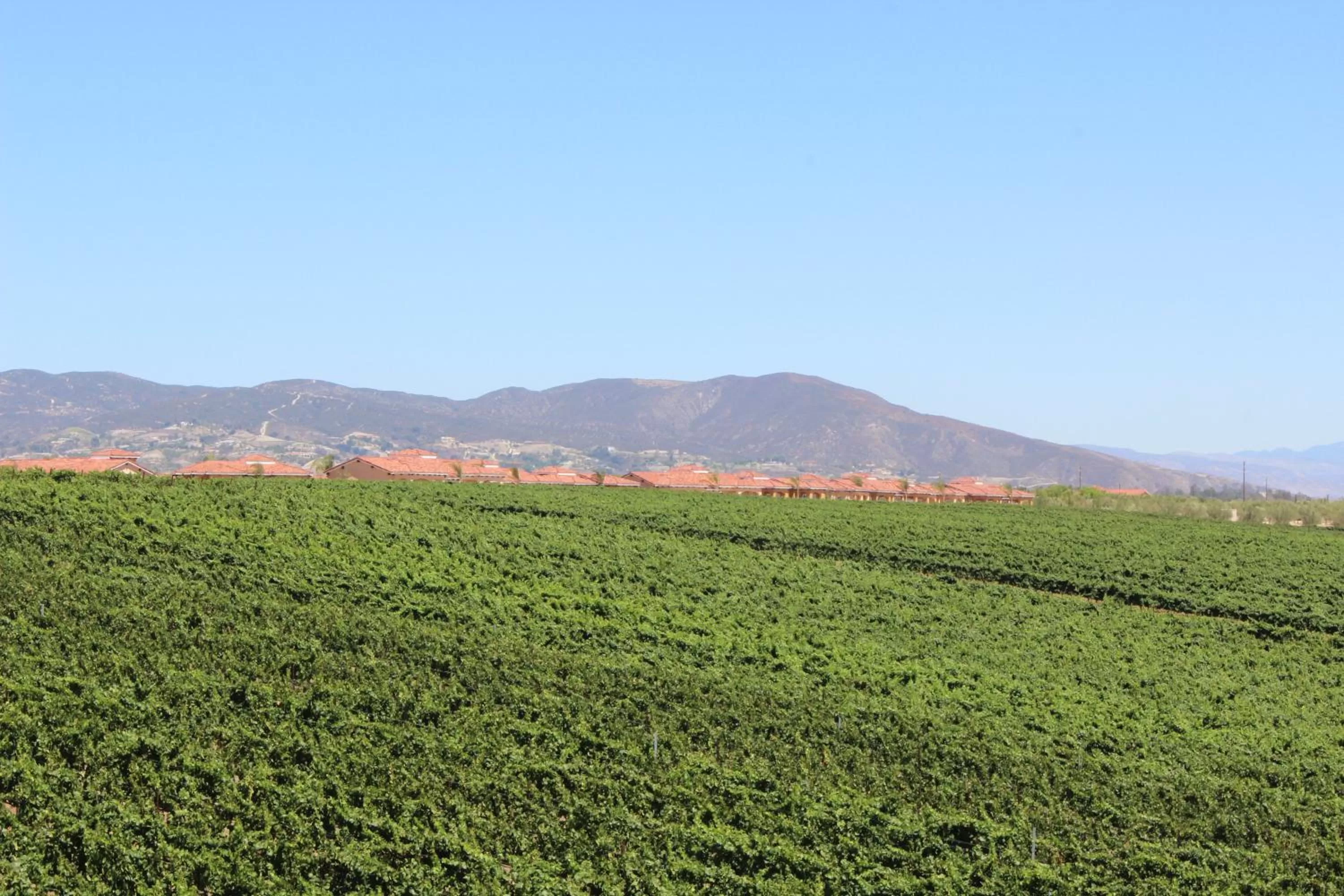 Garden view in Carter Estate Winery and Resort