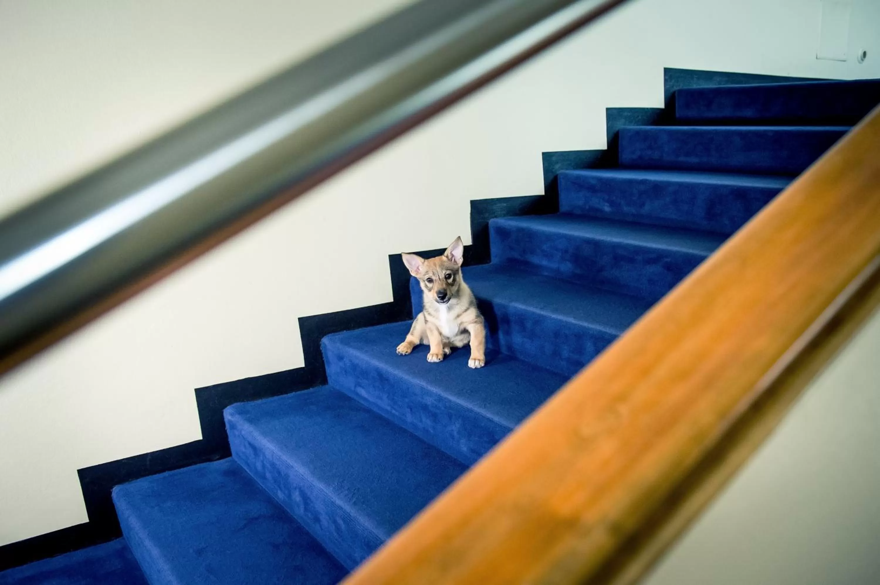 Pets in Hotel Raumanlinna