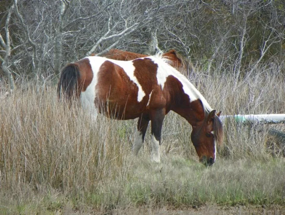 Natural landscape in Comfort Suites Chincoteague Island Bayfront Resort
