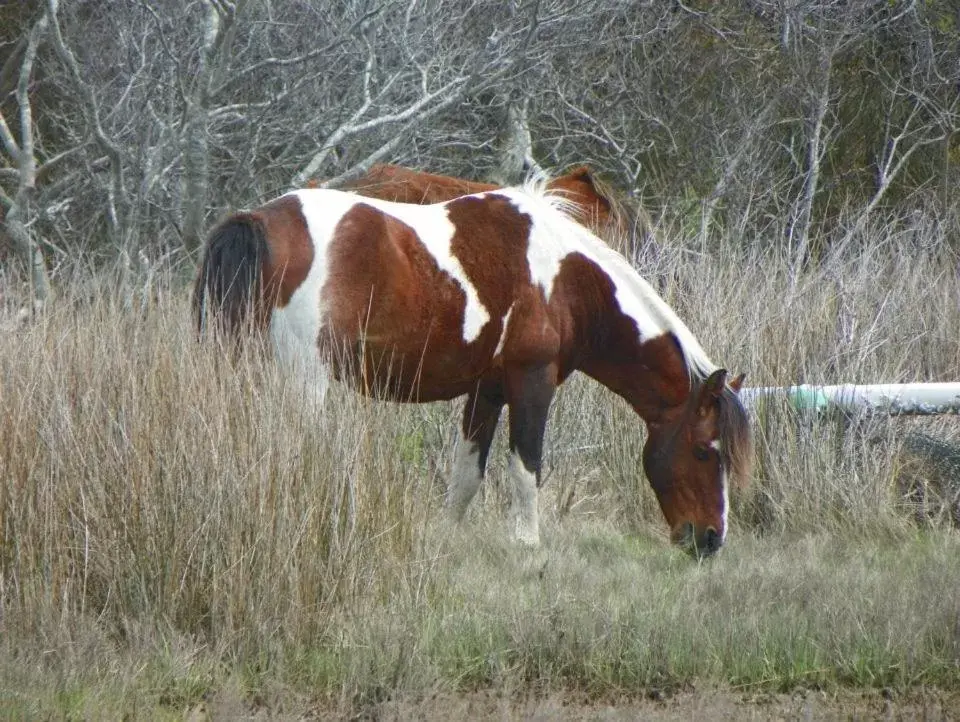 Natural landscape, Other Animals in Comfort Suites Chincoteague Island Bayfront Resort