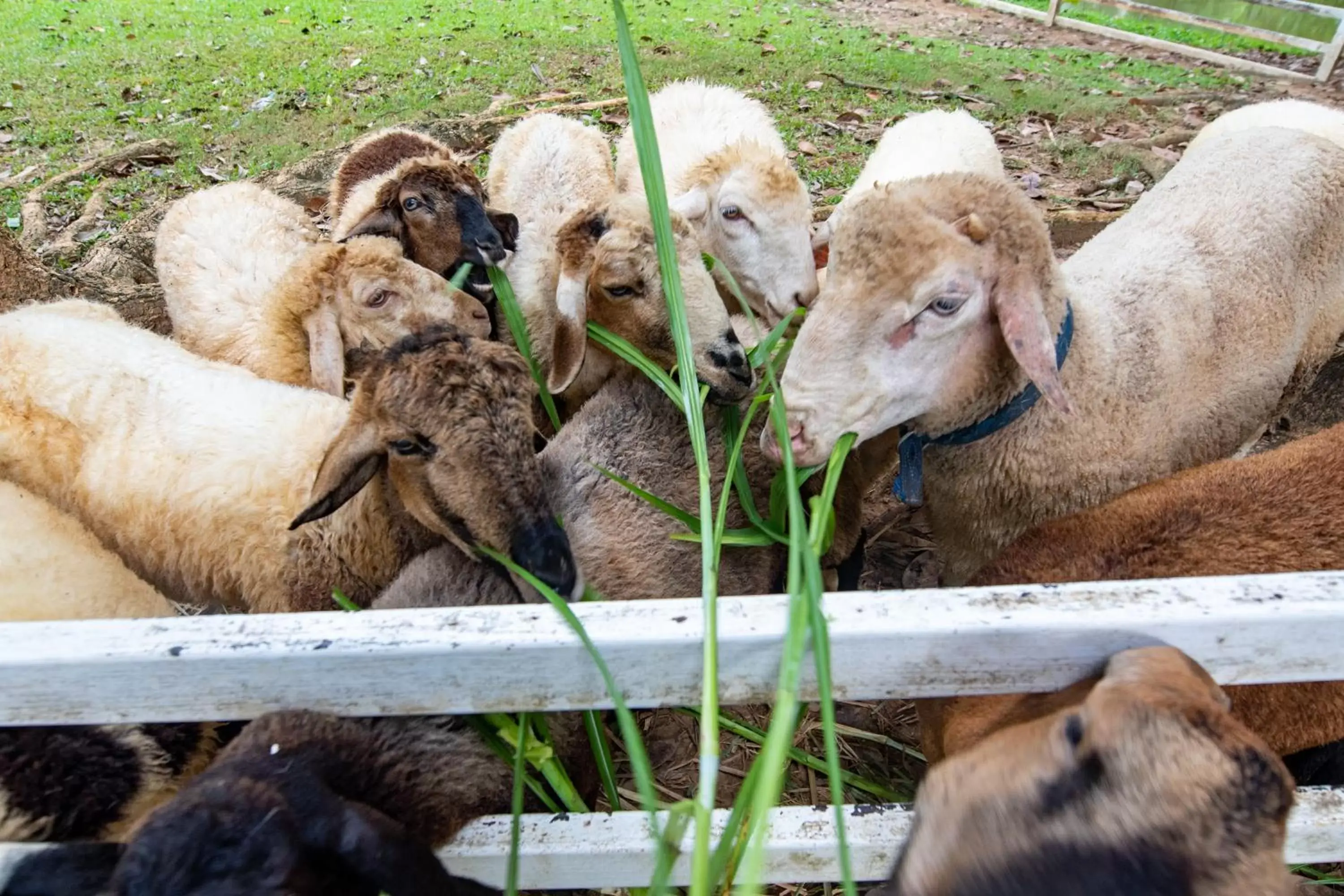 Activities, Other Animals in The Legacy River Kwai Resort