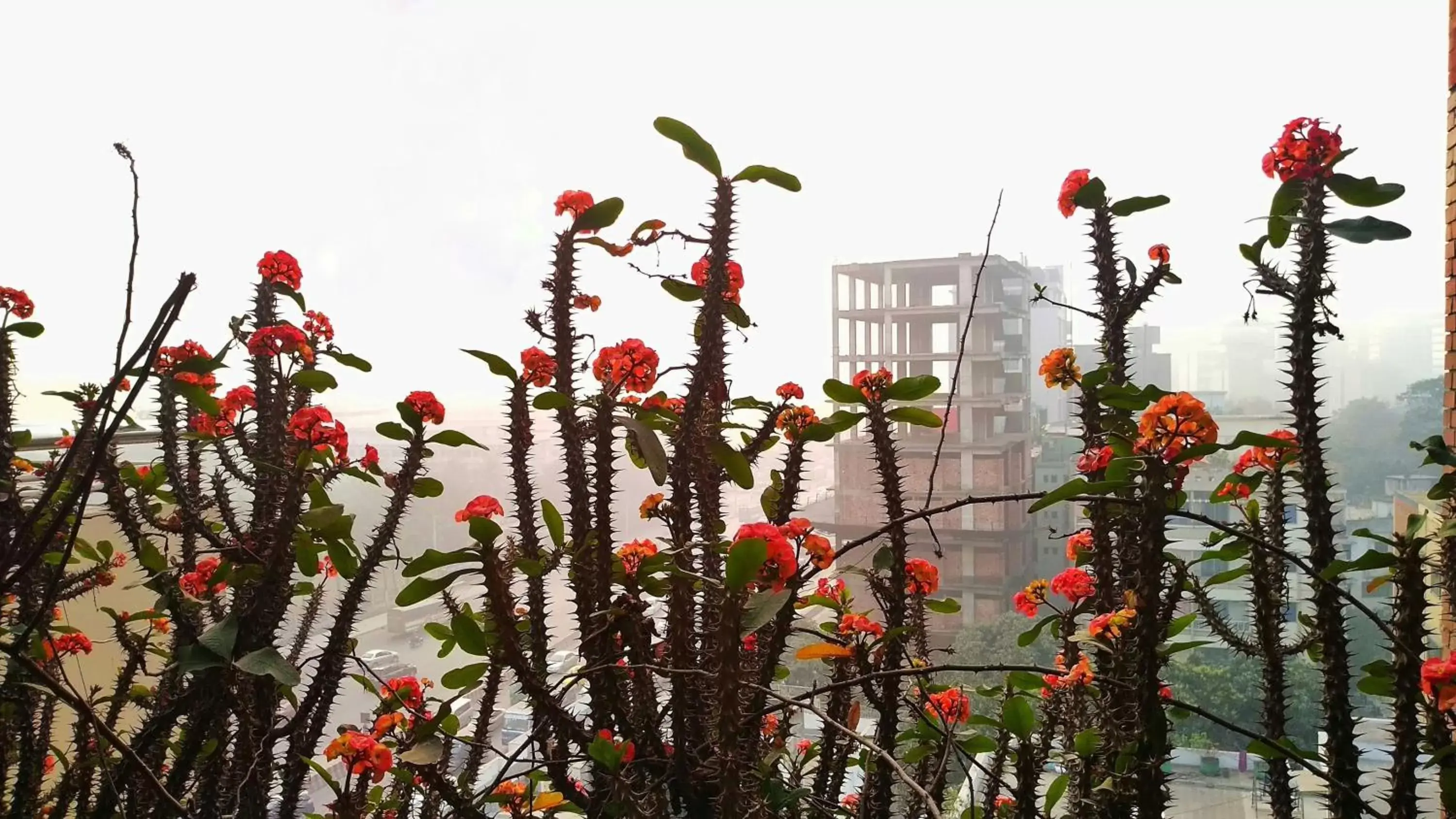 Property building in Hotel Afford Inn Property building in Hotel Afford Inn