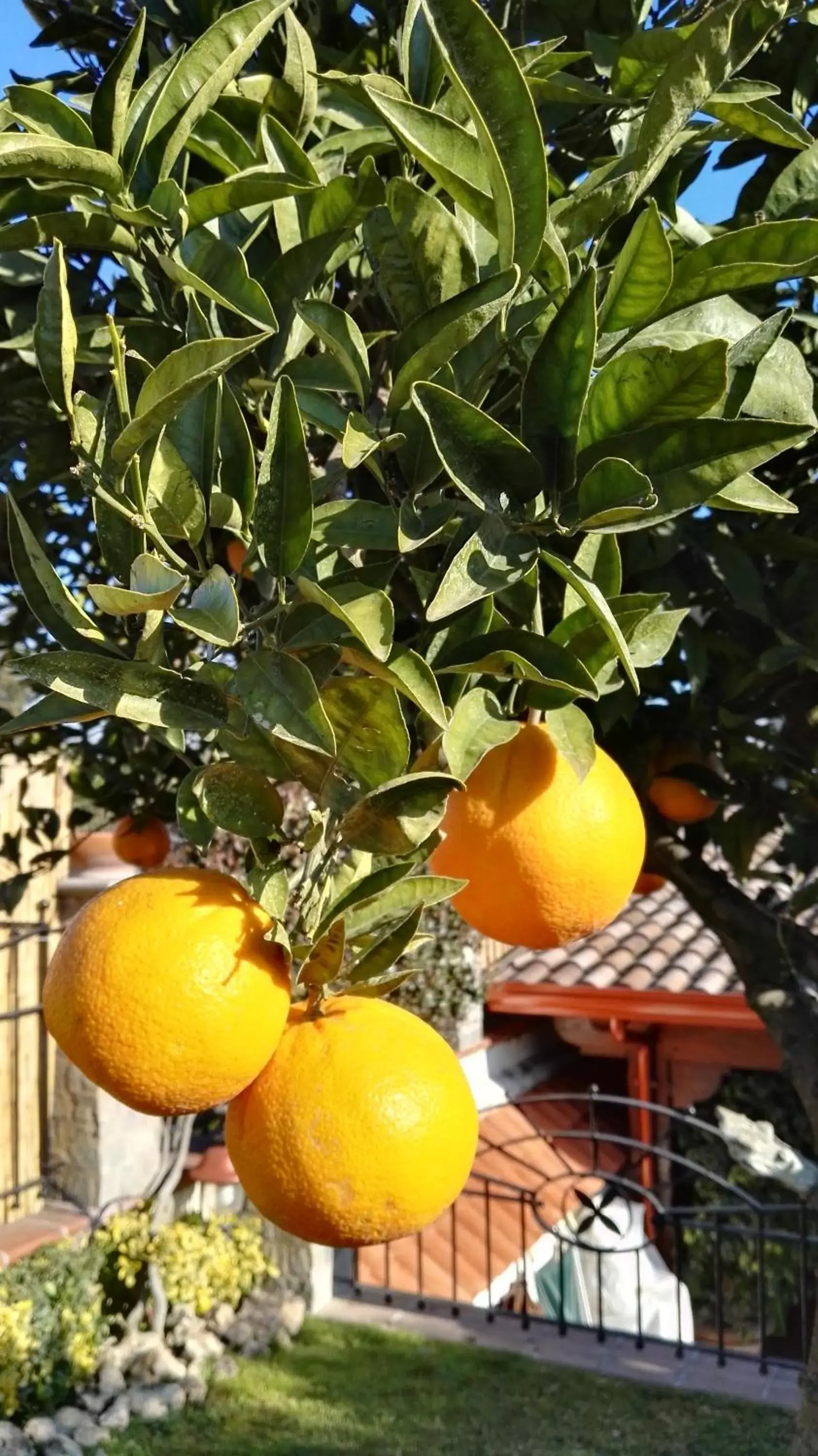 Garden in B&B Villa Lura Pompei