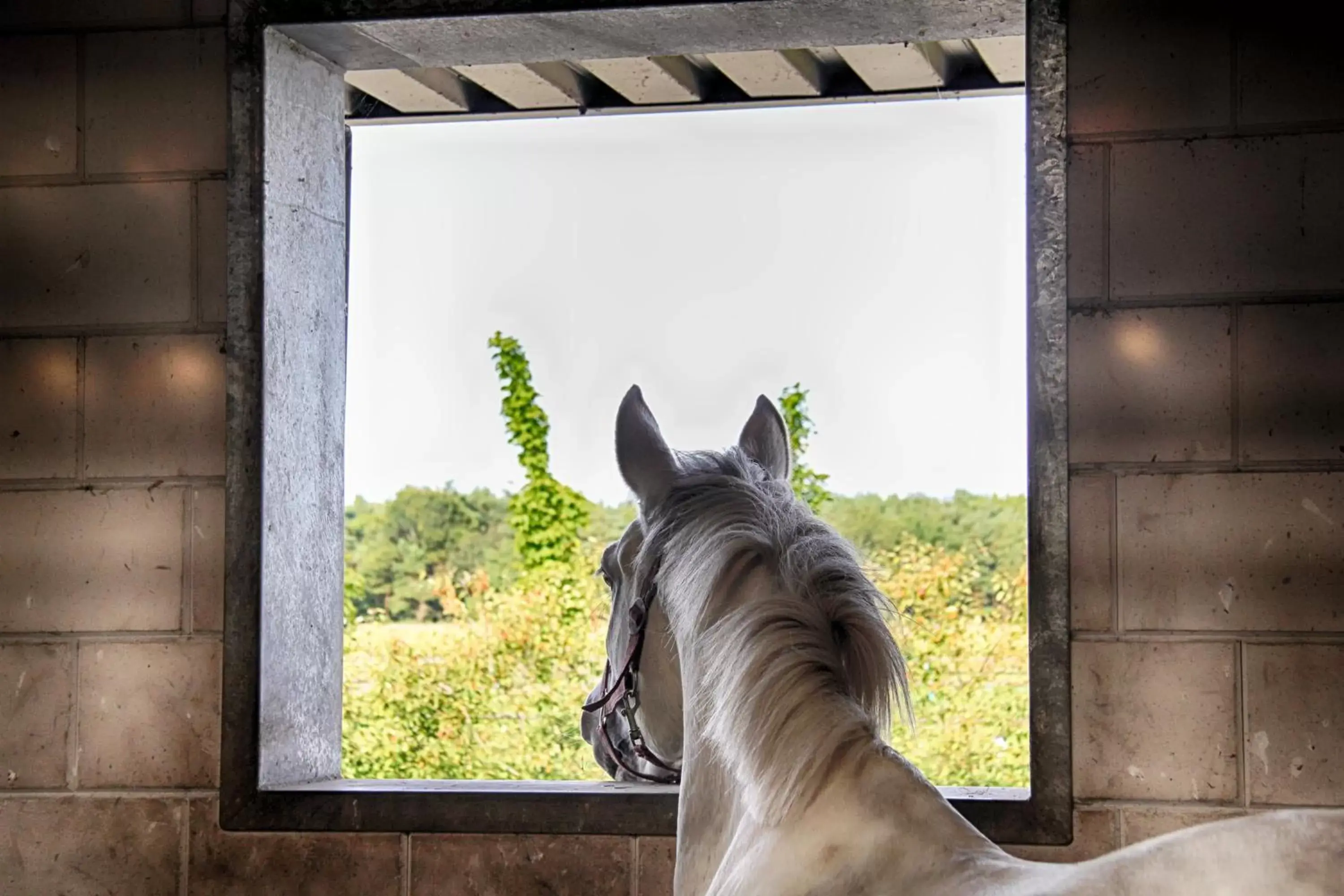 Horse-riding, Pets in Horsetellerie Rheezerveen