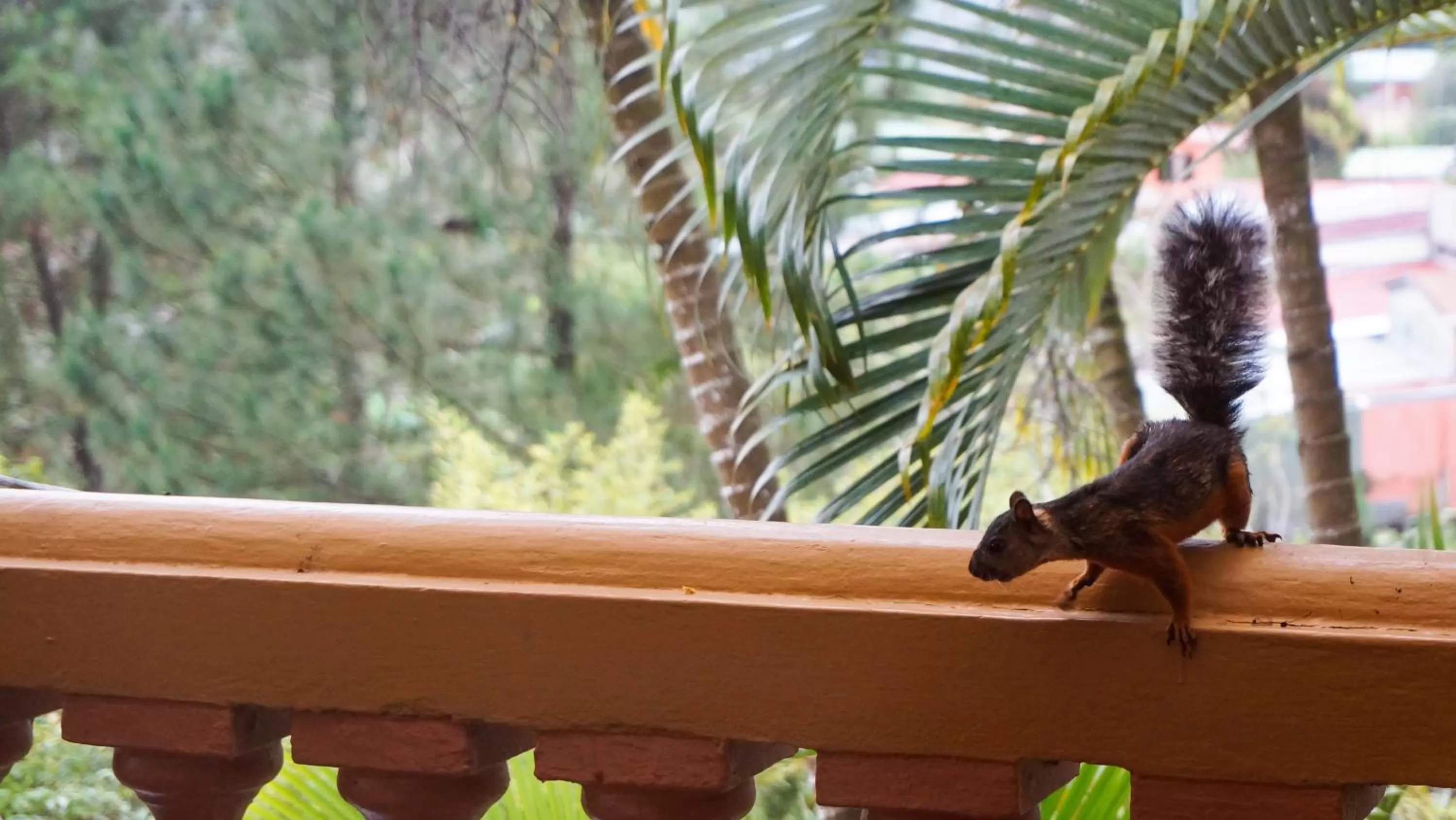 Animals, Other Animals in Hospedaje La Naciente