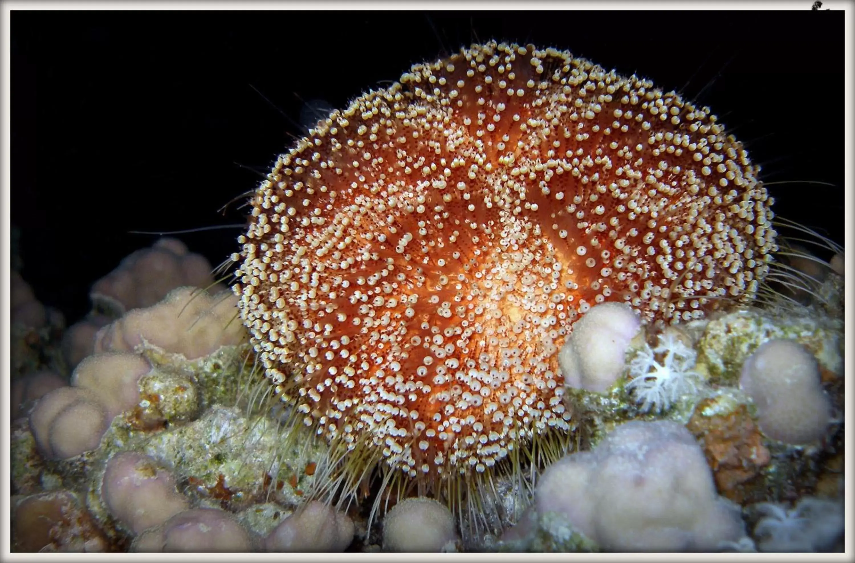 Snorkeling, Other Animals in Coral Sun Beach