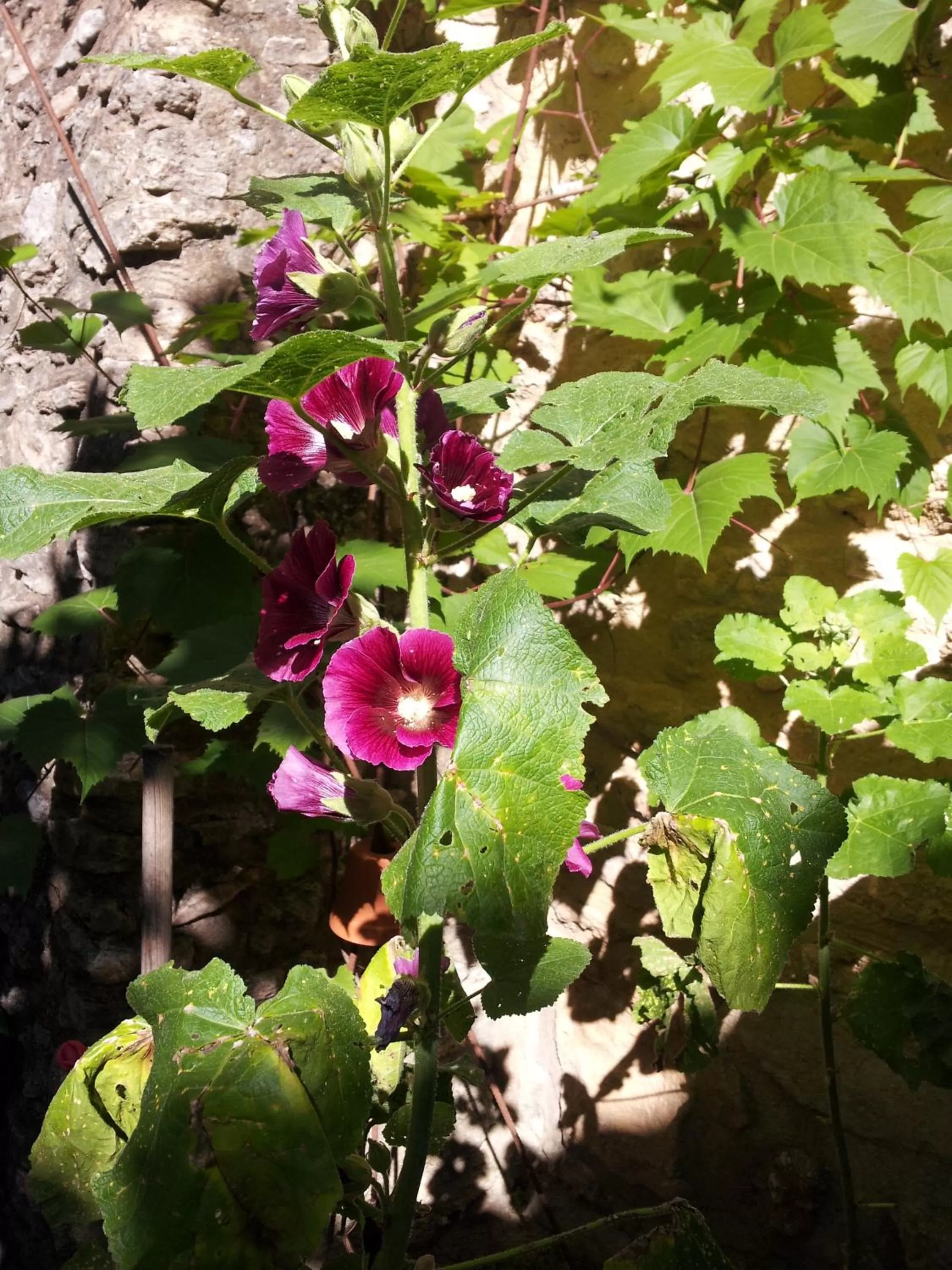 View (from property/room), Garden in Chambres d'Hôtes Aux Tournesols