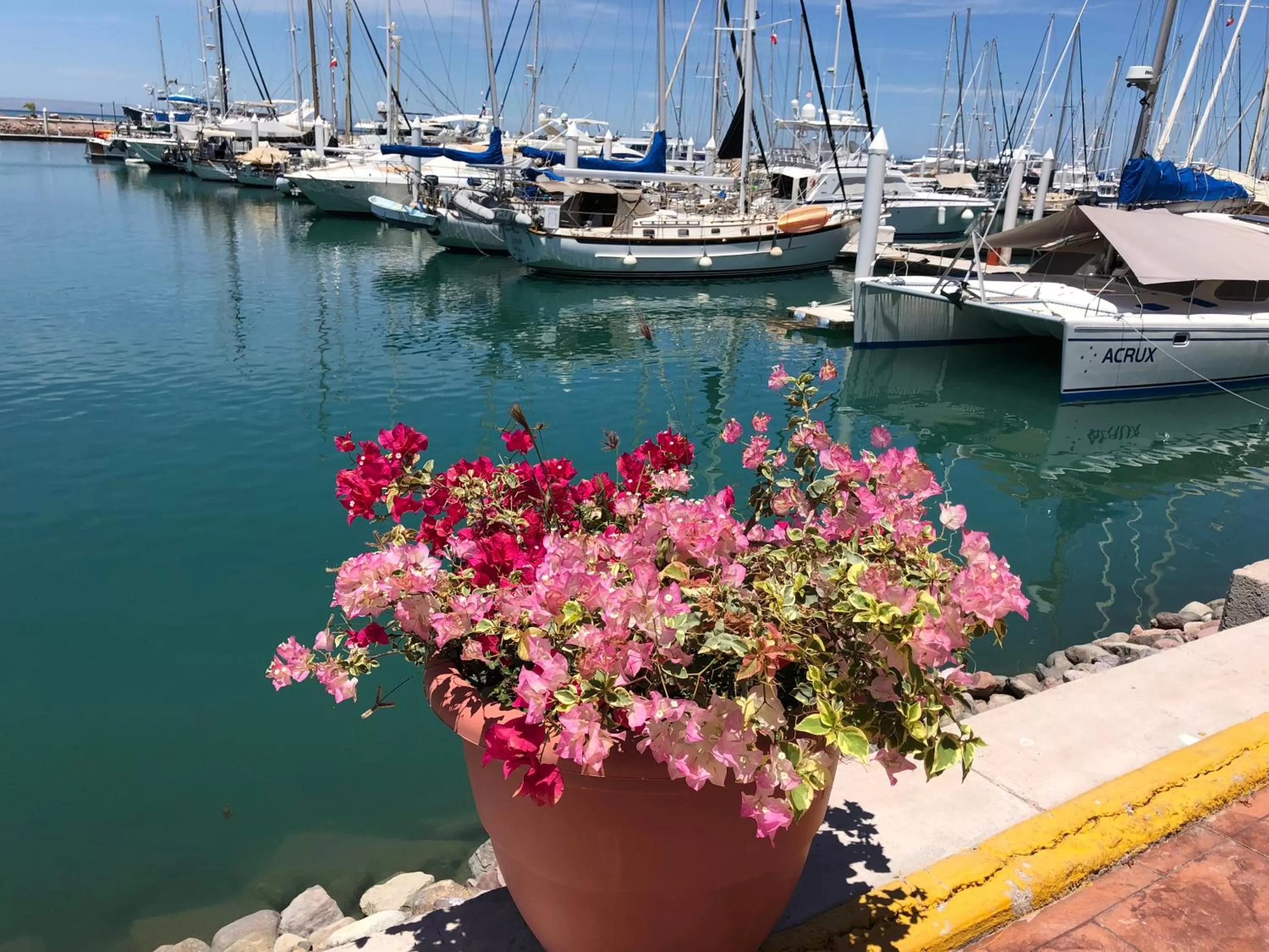 Garden in The Westmarine Waterfront Hotel
