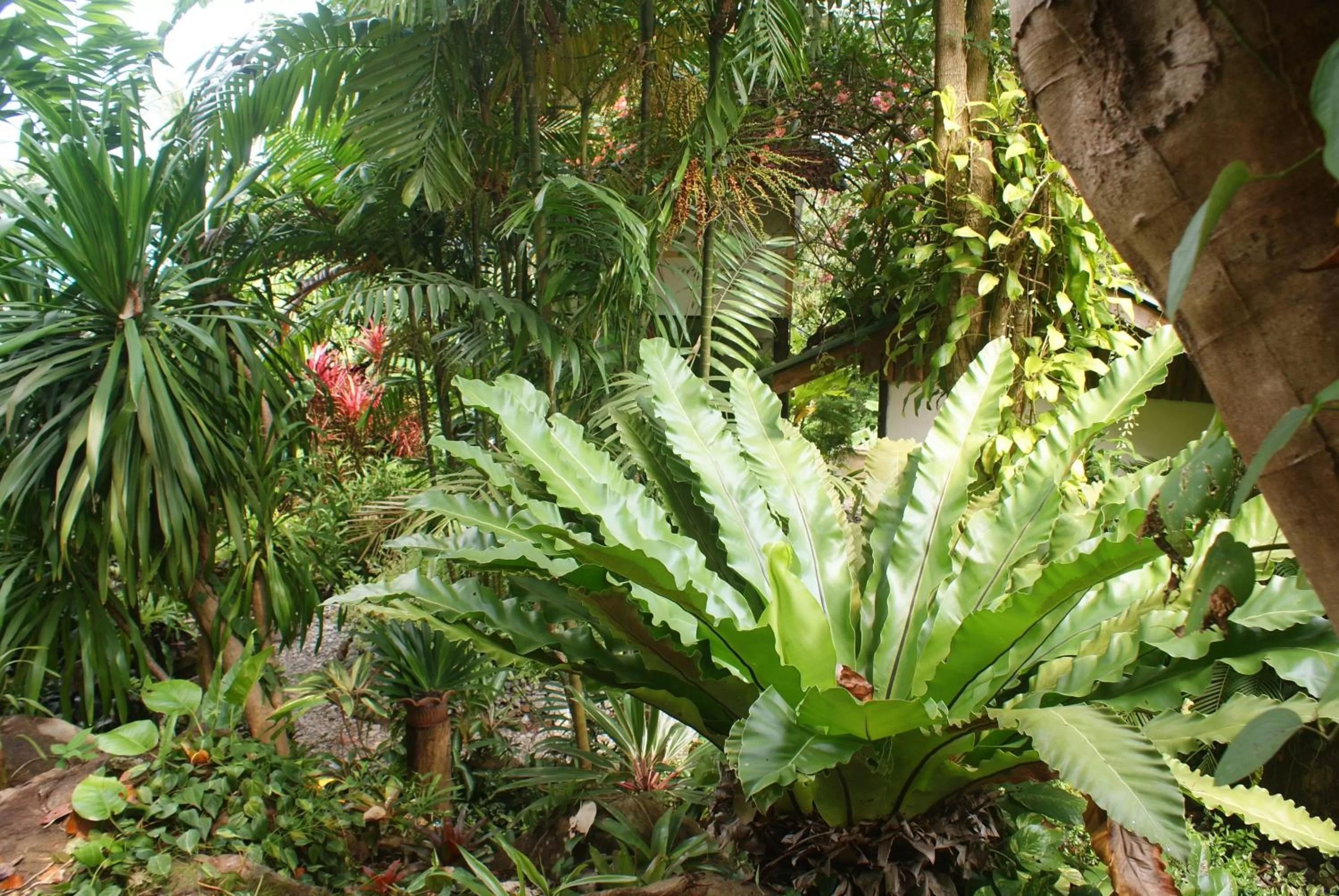 Garden in Rock Inn Bailan