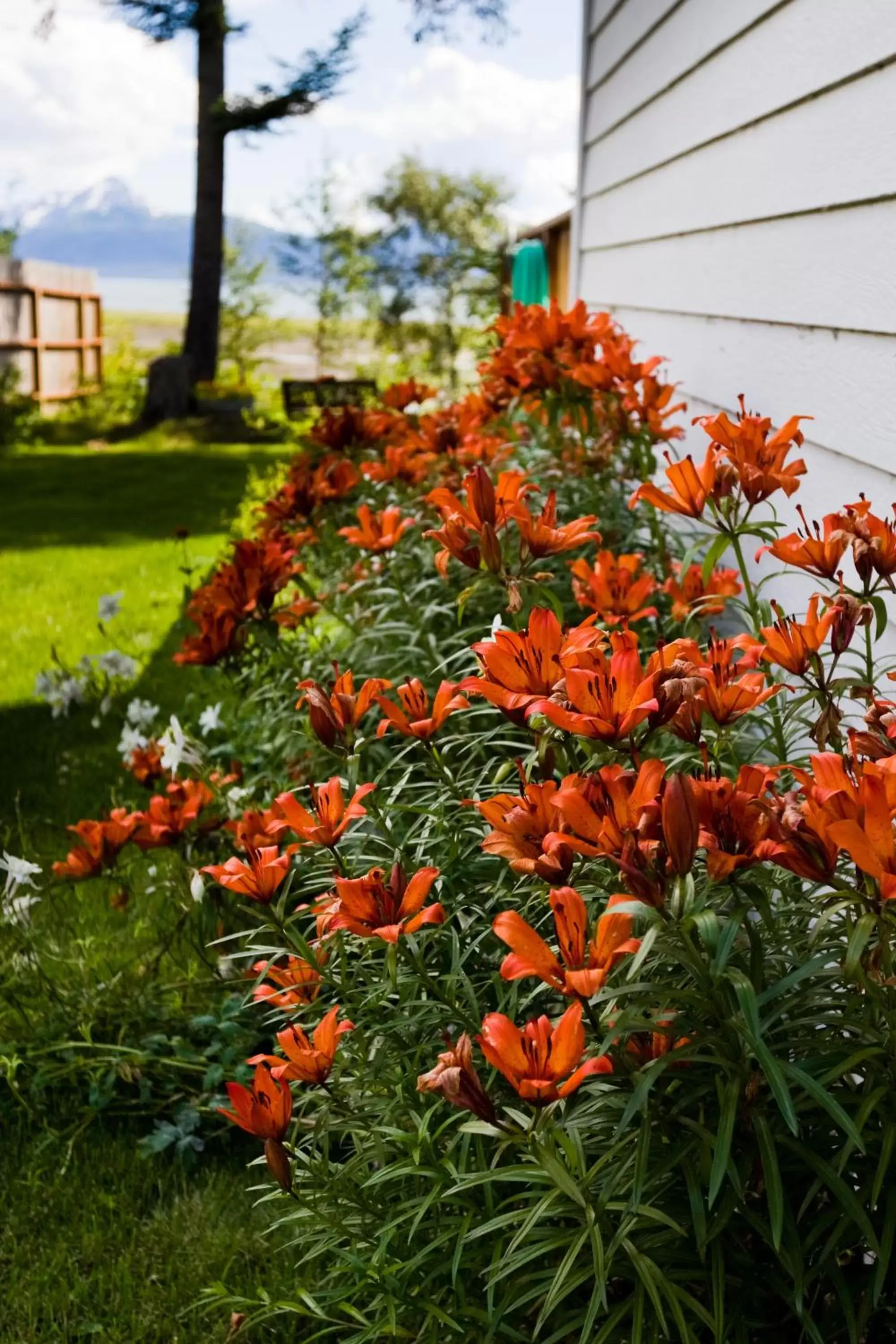 Garden in Bay Avenue Inn