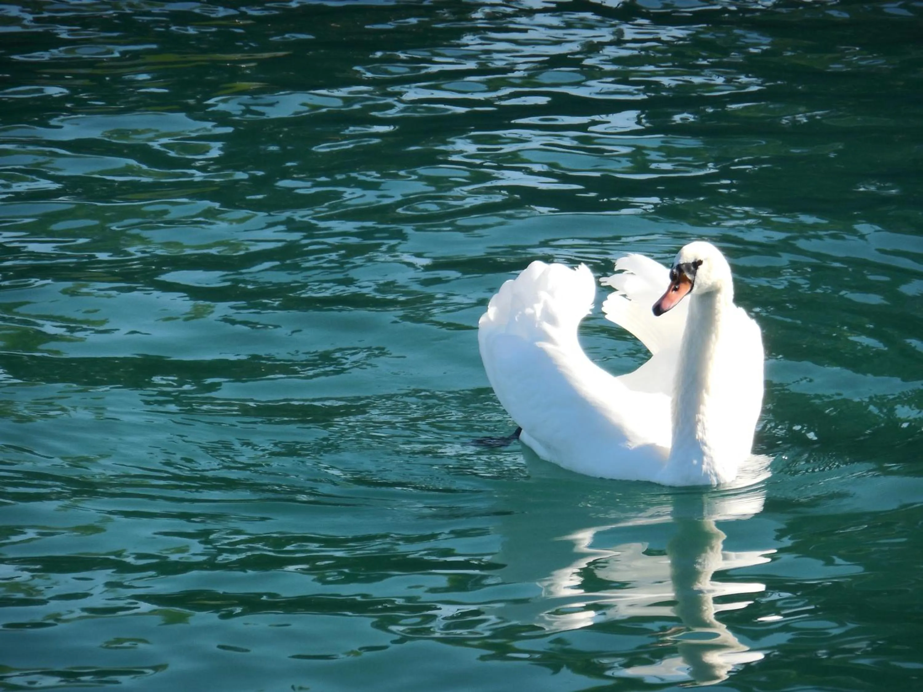 Animals in Palazzo Ai Capitani