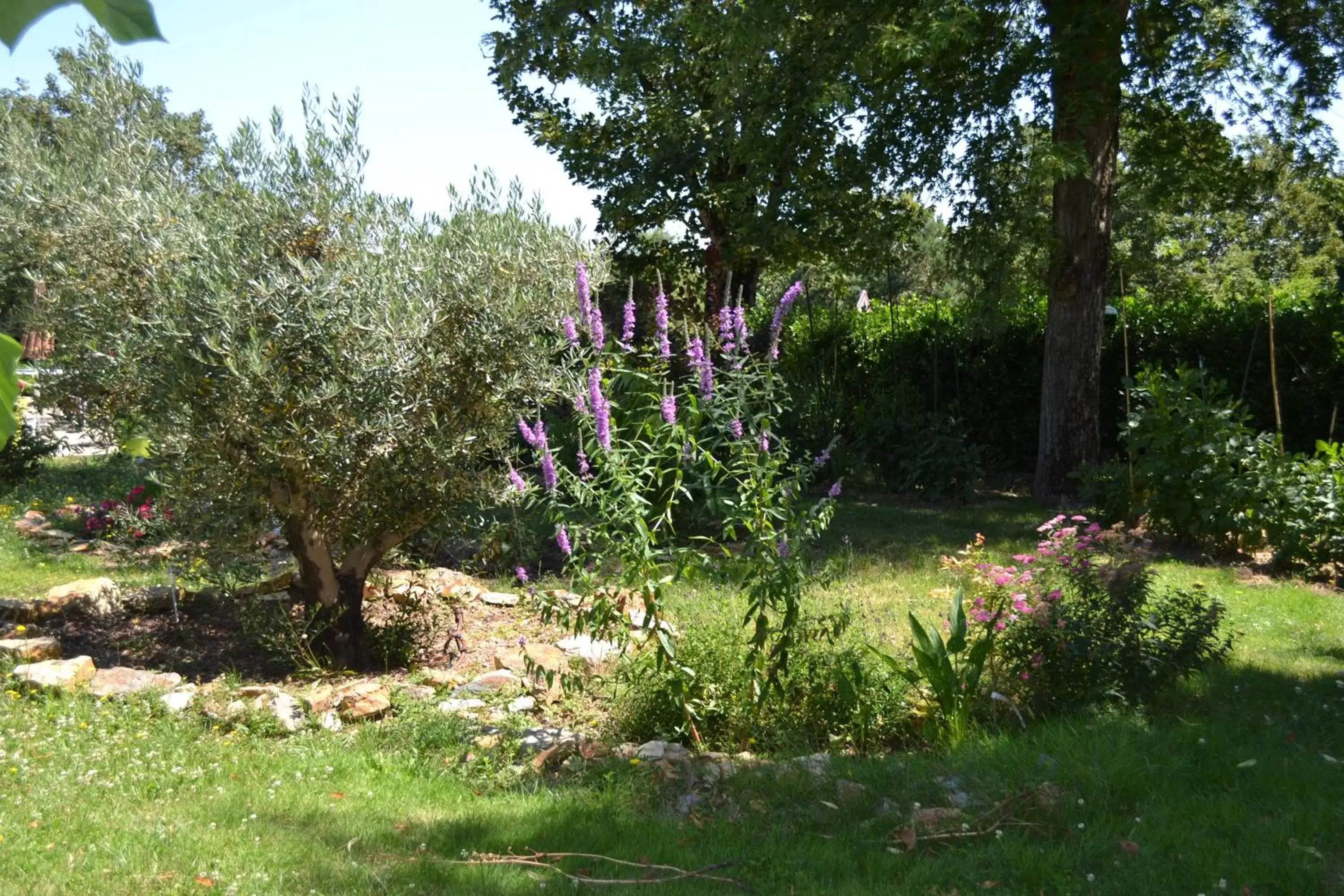 Garden in Hôtel Le Castel