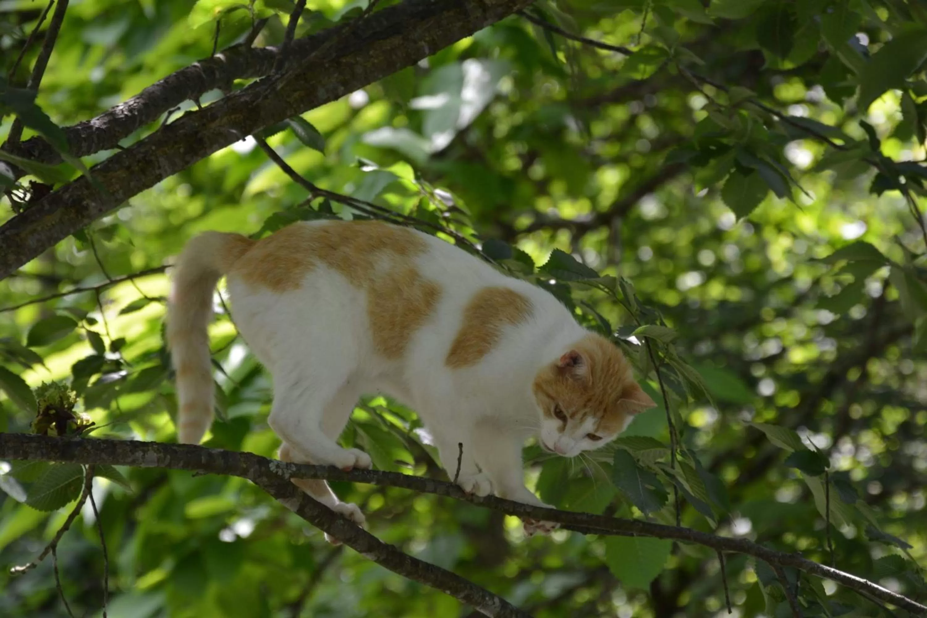 Animals in Laurel River Club Bed & Breakfast or LRCBNB