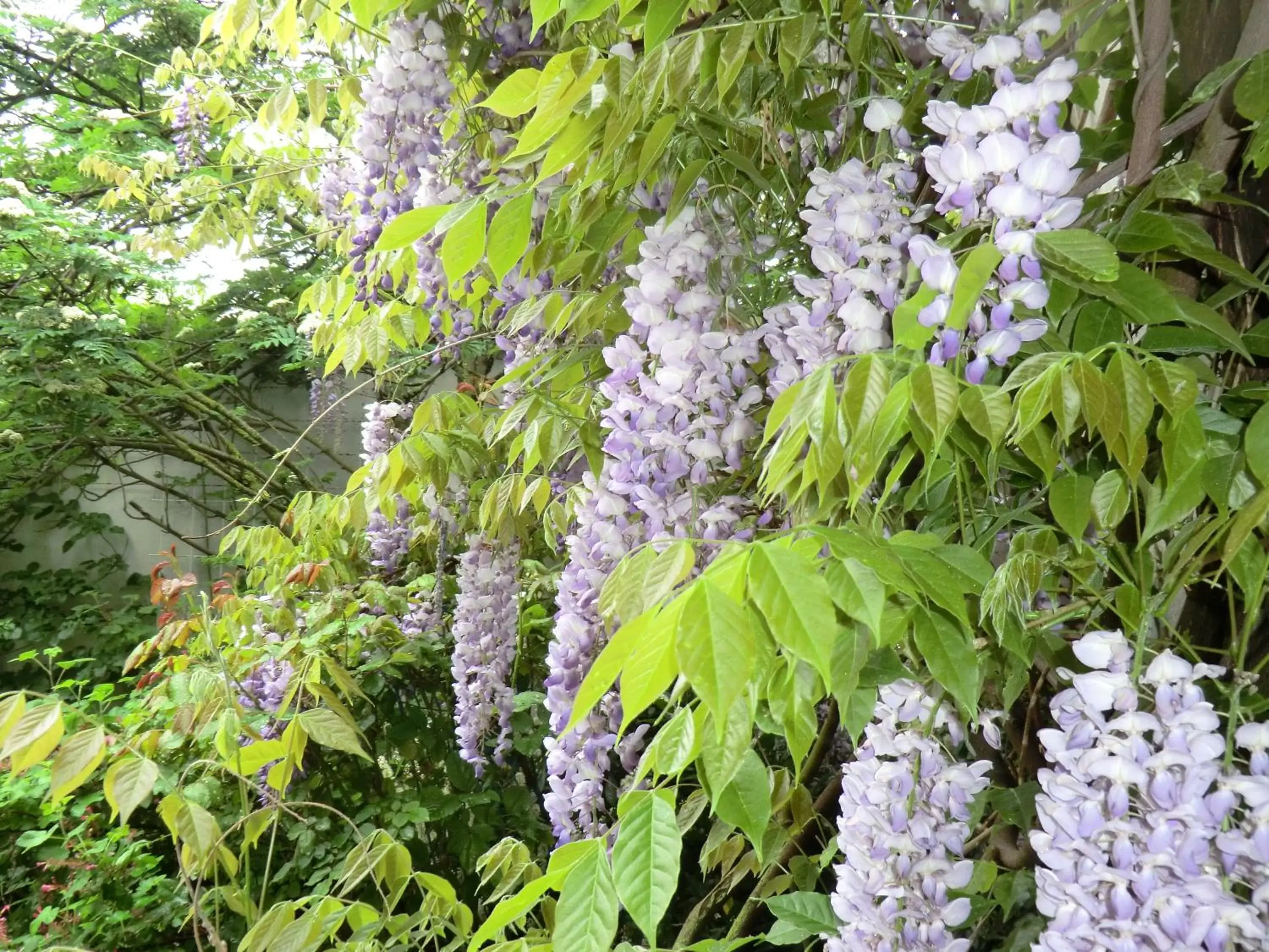 Garden in Hotel Altes Brauhaus garni