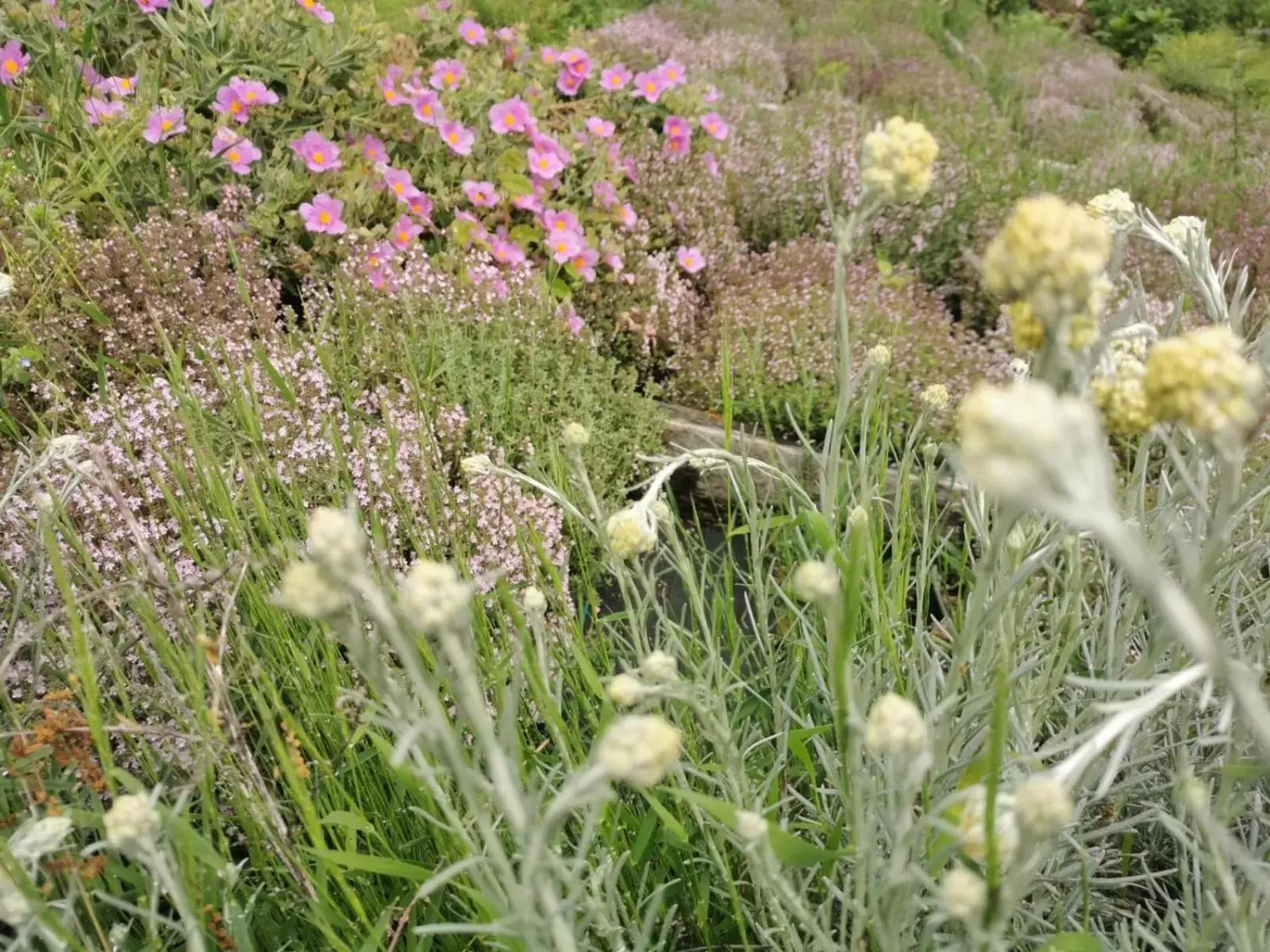 Garden, Other Animals in B&B con SPA il Castello di Lucawest