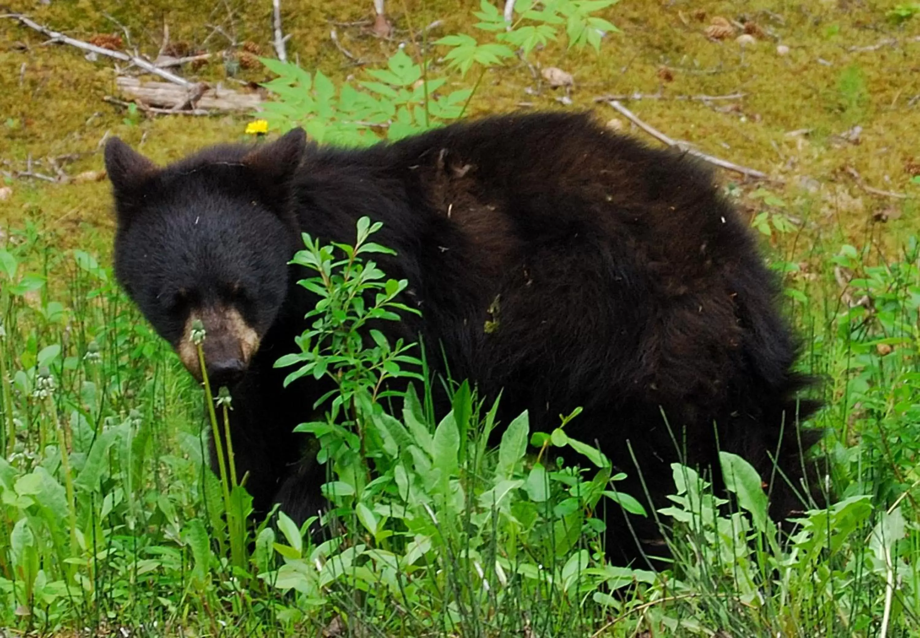 Nearby landmark, Other Animals in Holiday Inn Express Hotel & Suites Kalispell, an IHG Hotel