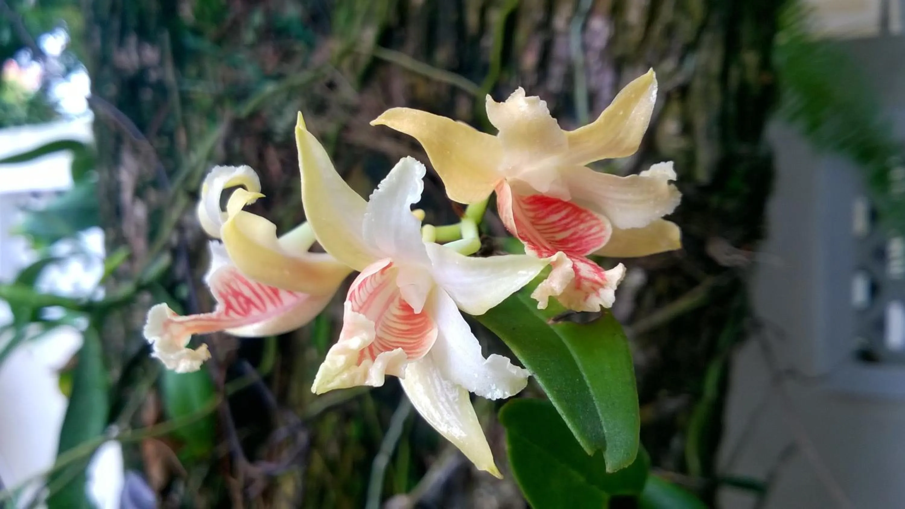 Day in Sac Xanh Homestay