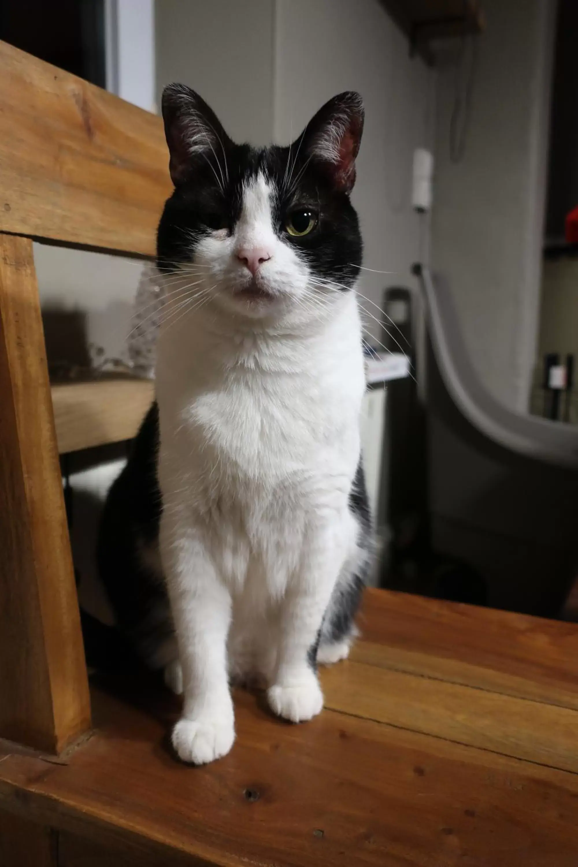 Pets in Gîte et chambres d'hôtes le Chêne