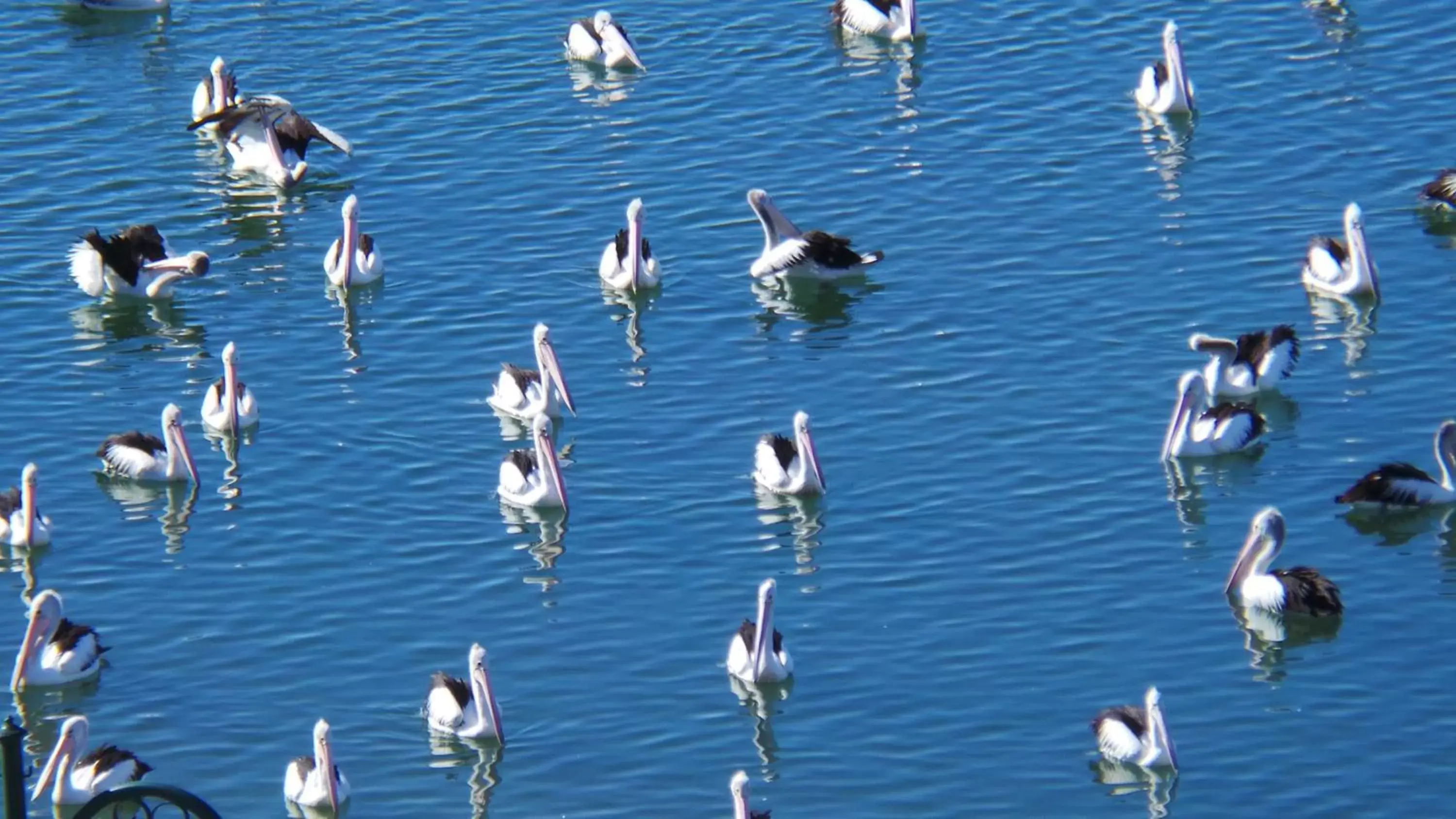 Bird's eye view, Other Animals in The Grand Apartments