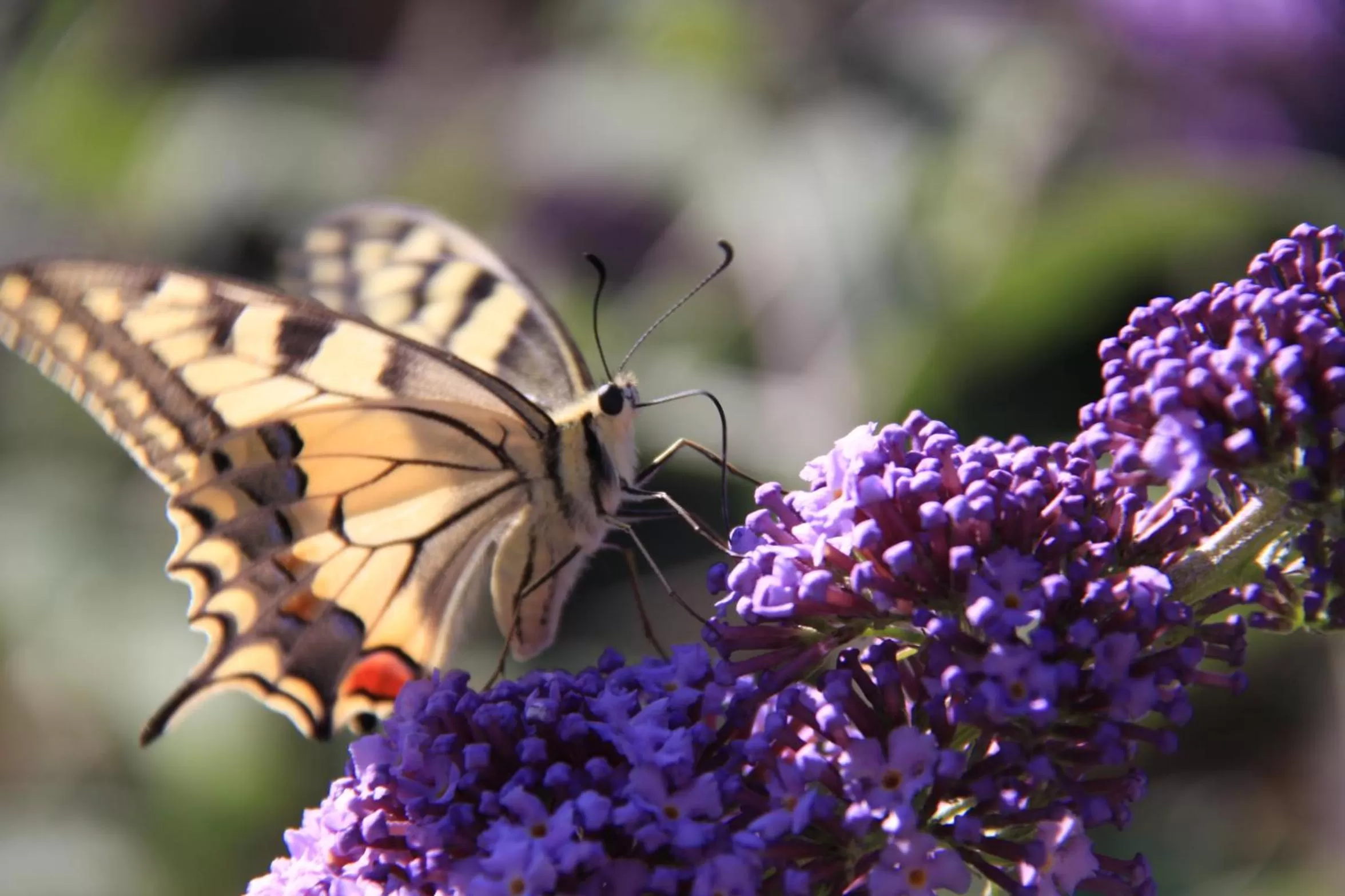 Garden in mein kleinHOTEL