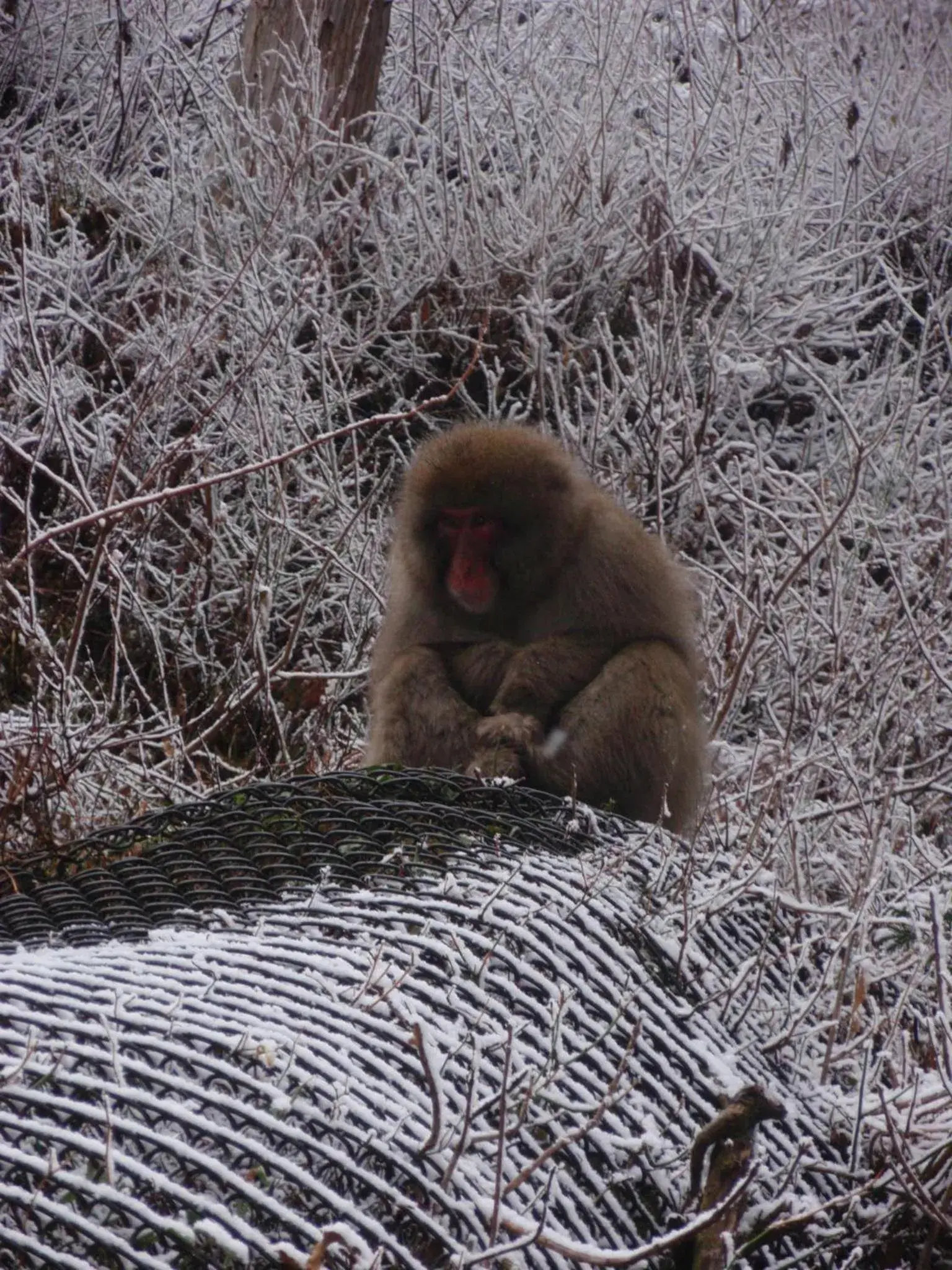 Other, Other Animals in Shibu Onsen Sakaeya