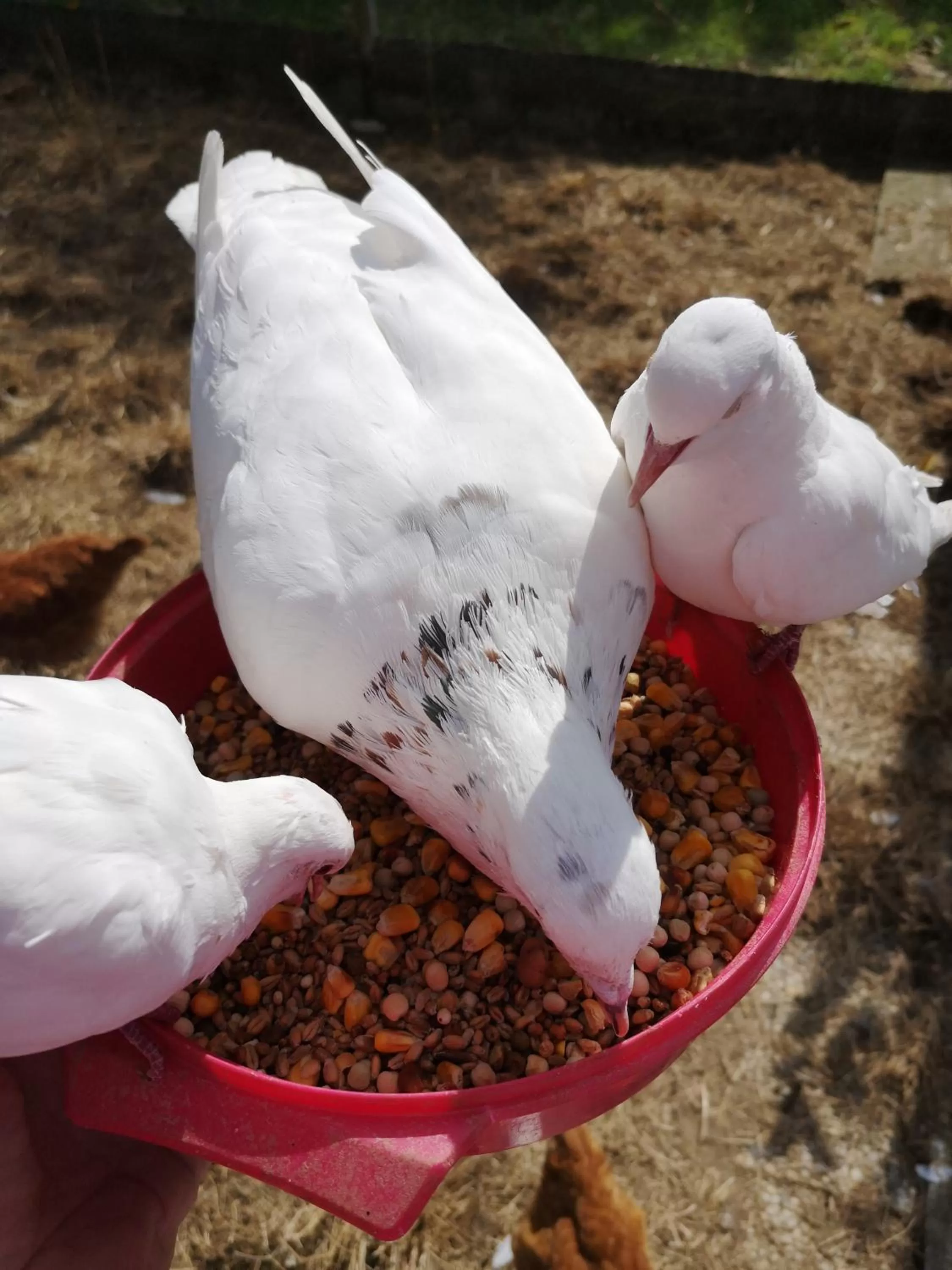 Other Animals in Domaine de la Borde