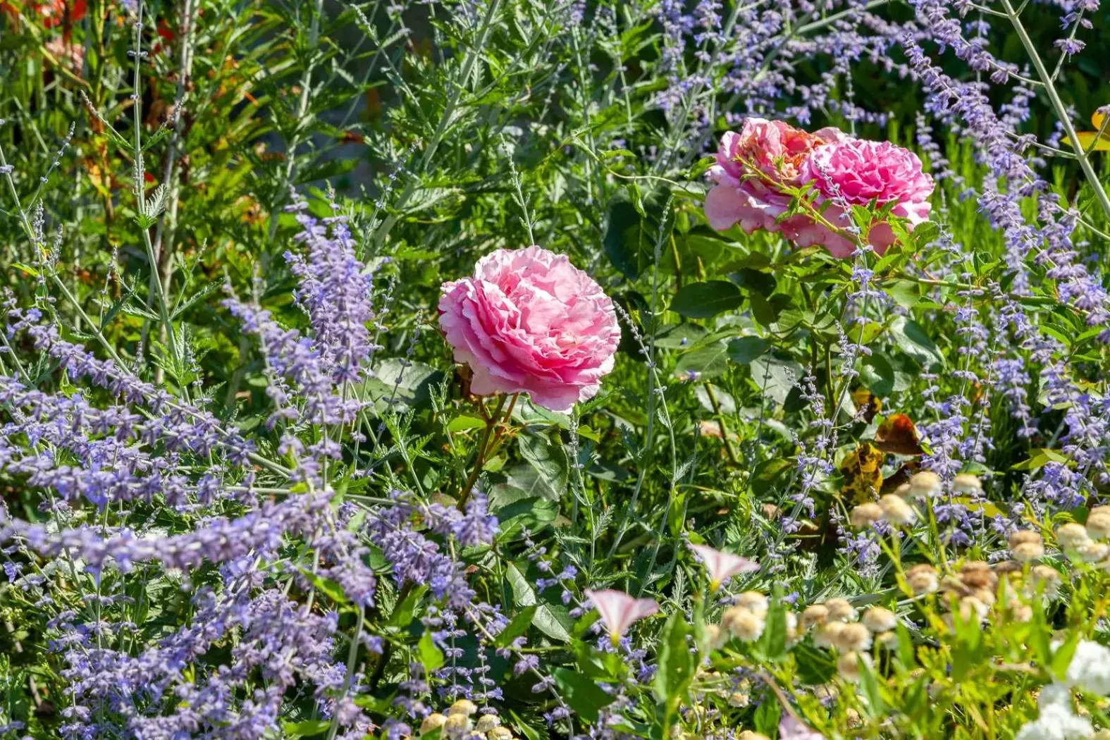 Garden, Other Animals in Le Moulin