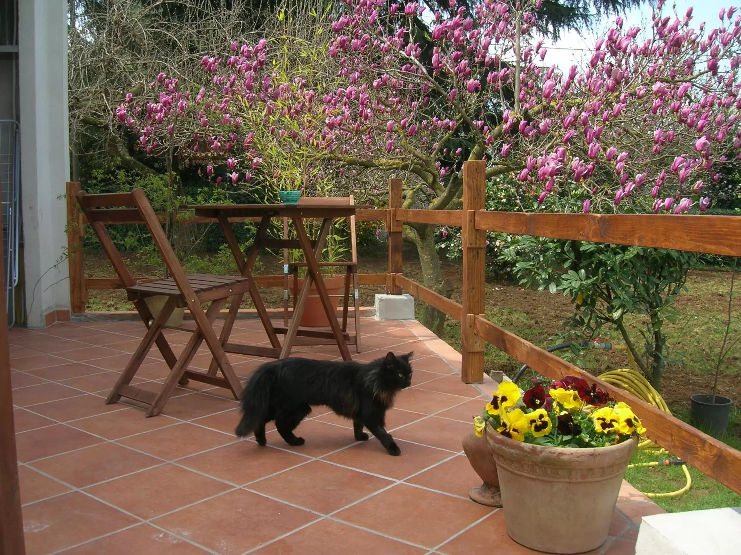 Patio, Pets in Olive Tree Hill