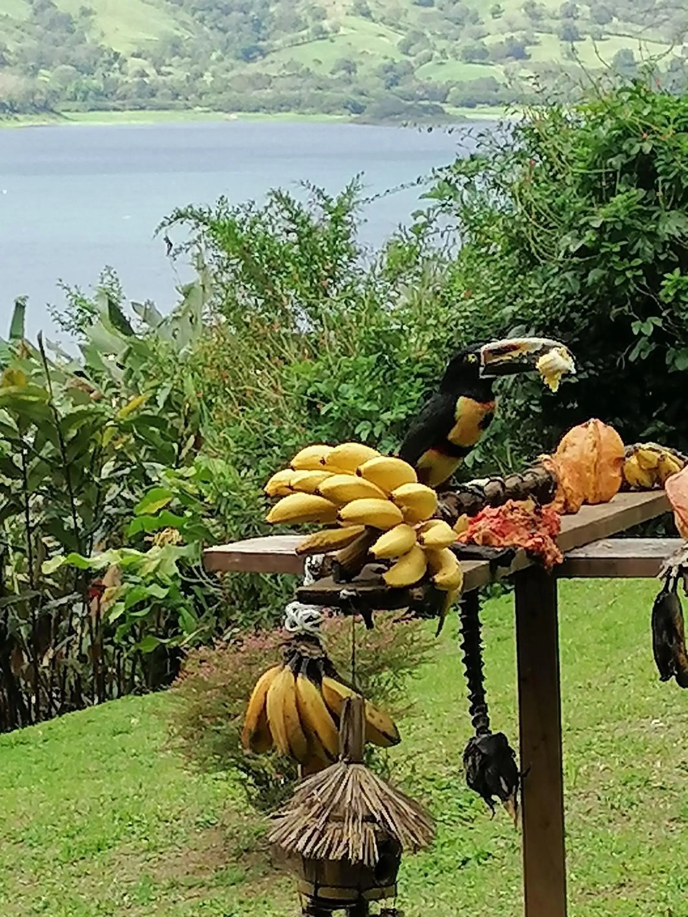 Natural landscape in La Ceiba Tree Lodge