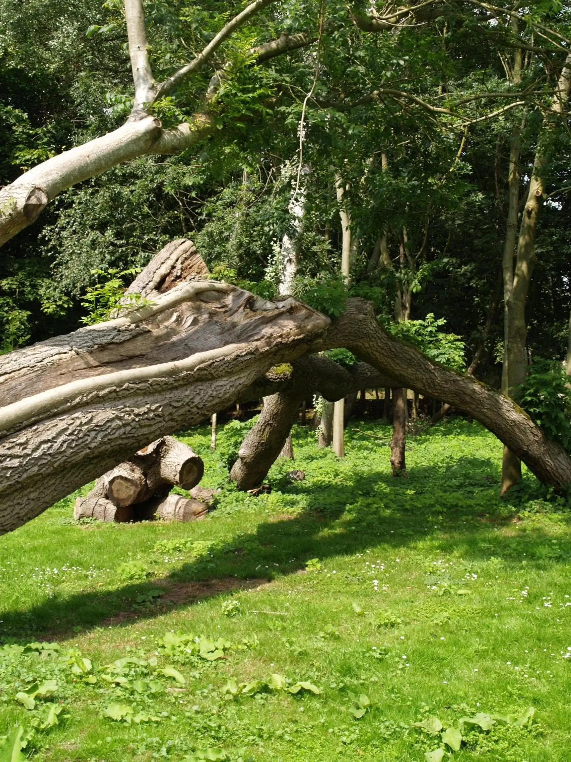 Natural landscape, Garden in The Olde Windmill Inn