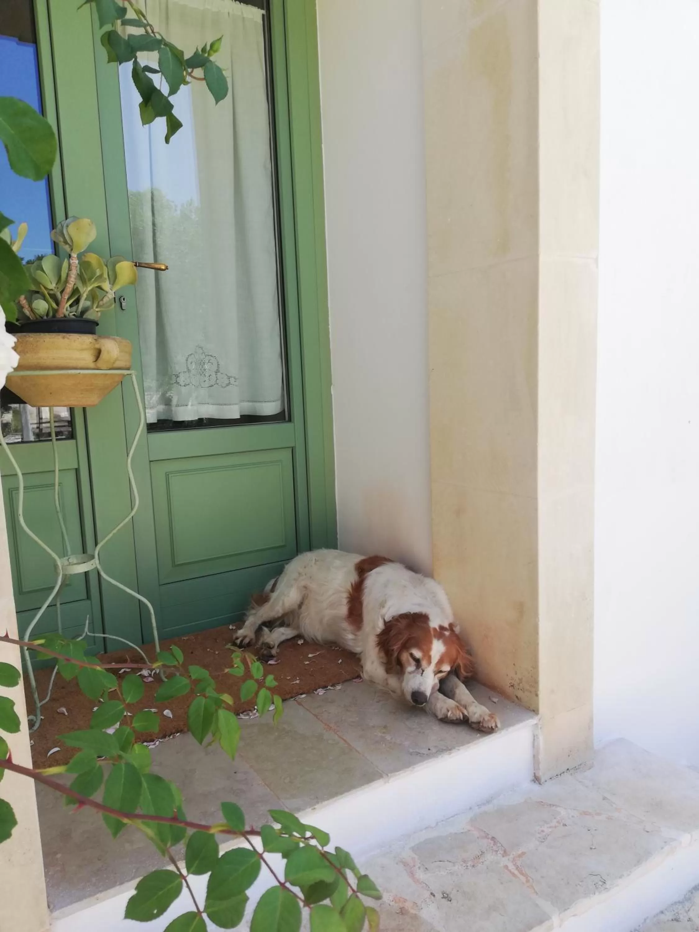 Pets in B&B Giovannarolla Green House