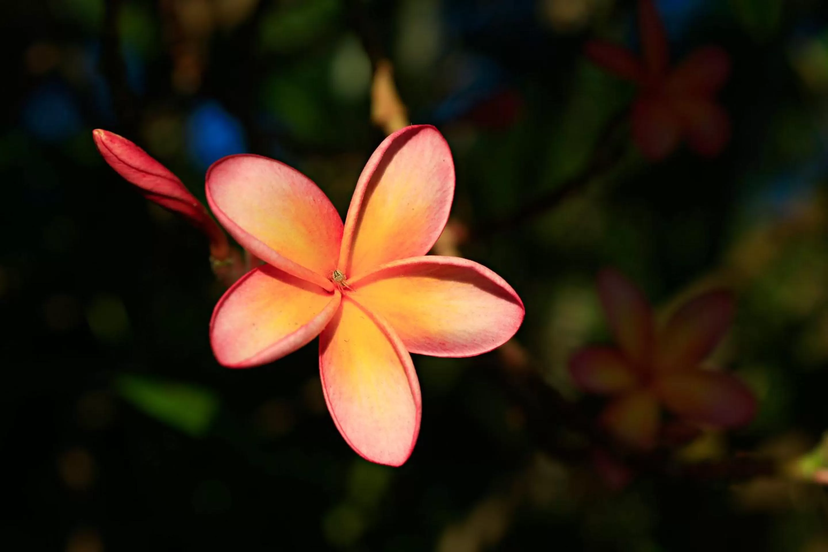 Garden in Habitat Resort