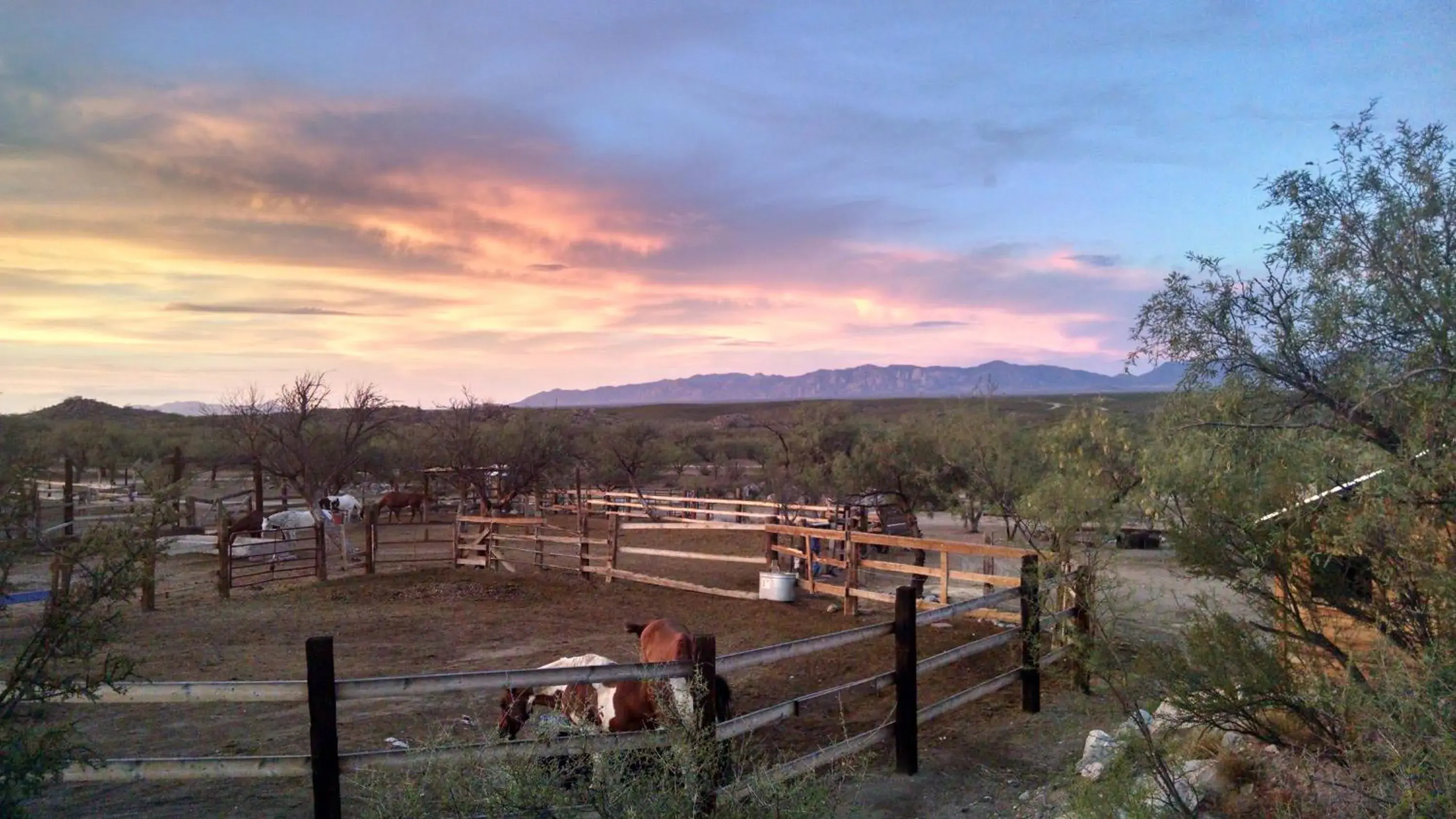 Animals in Tombstone Monument Guest Ranch