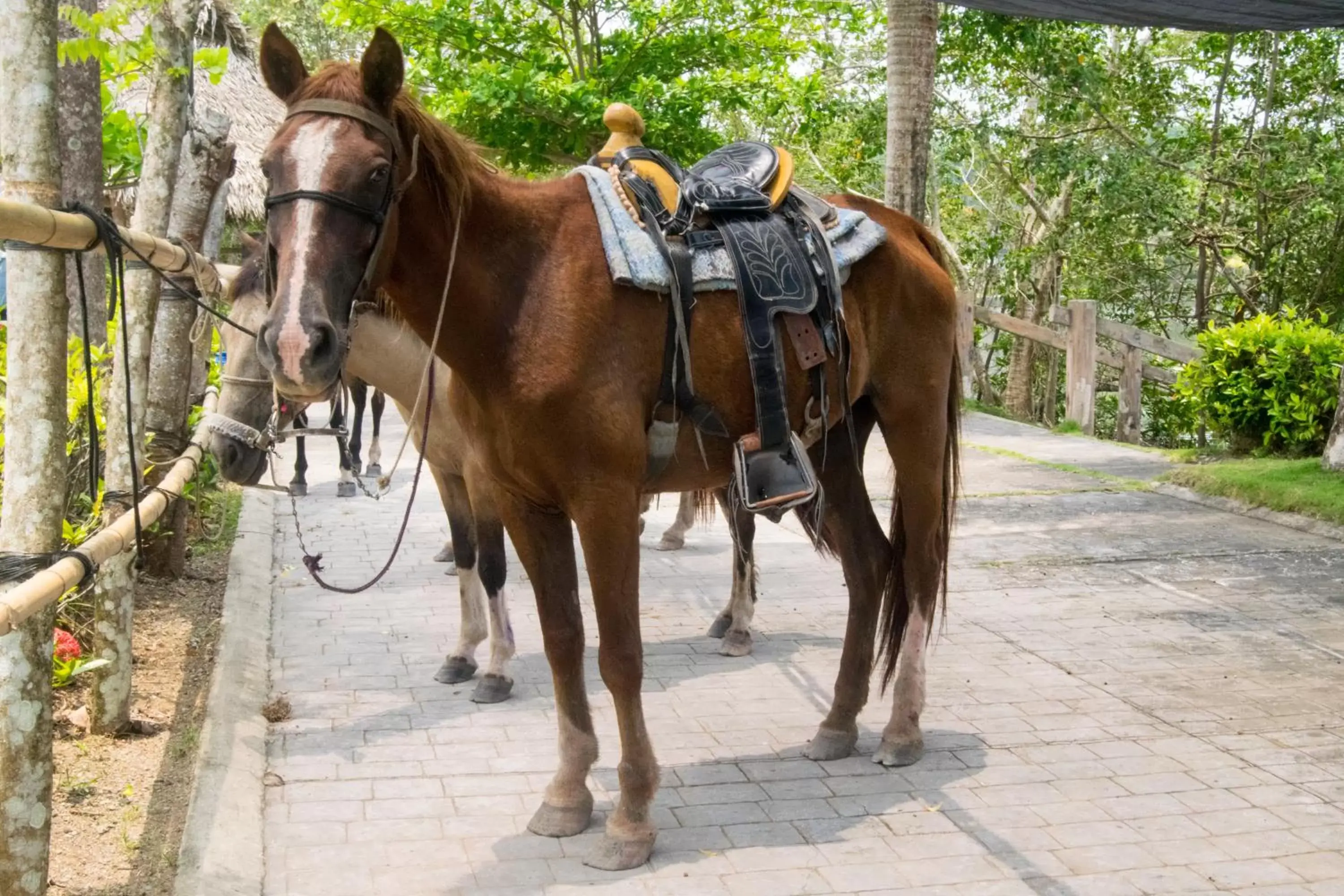 Horse-riding, Horseback Riding in Amatique Bay Hotel