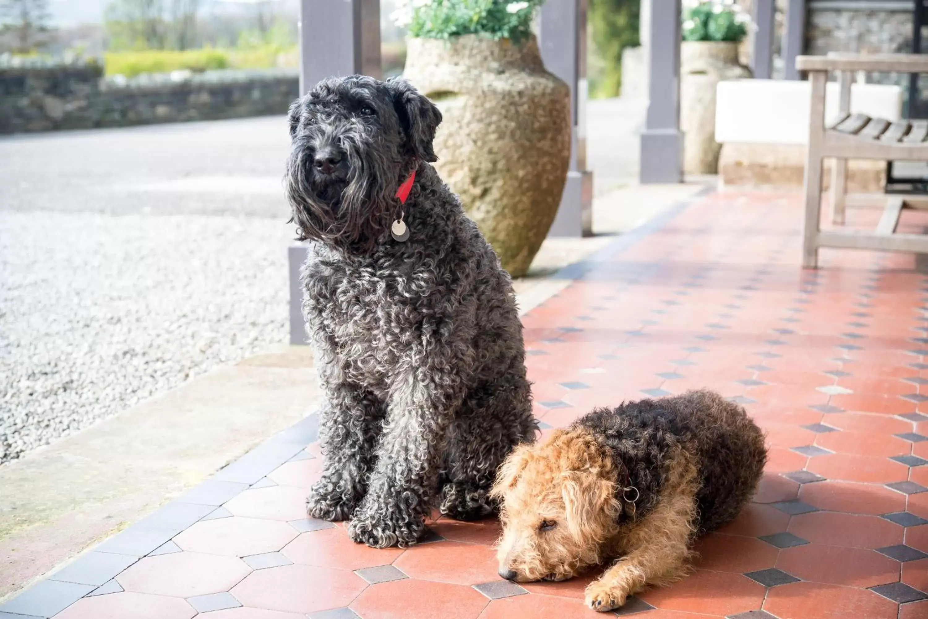 Pets in Ravenstone Manor