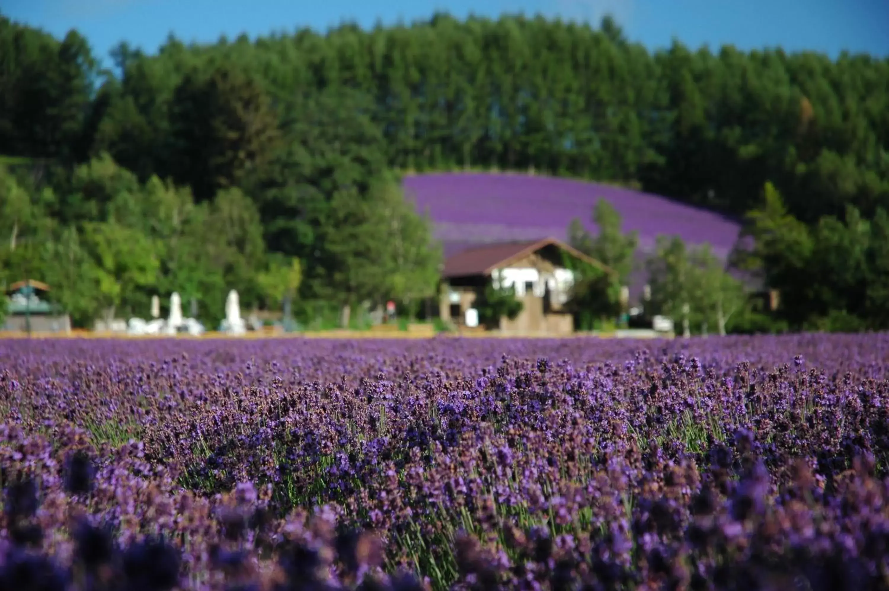 Nearby landmark in Hotel Naturwald Furano