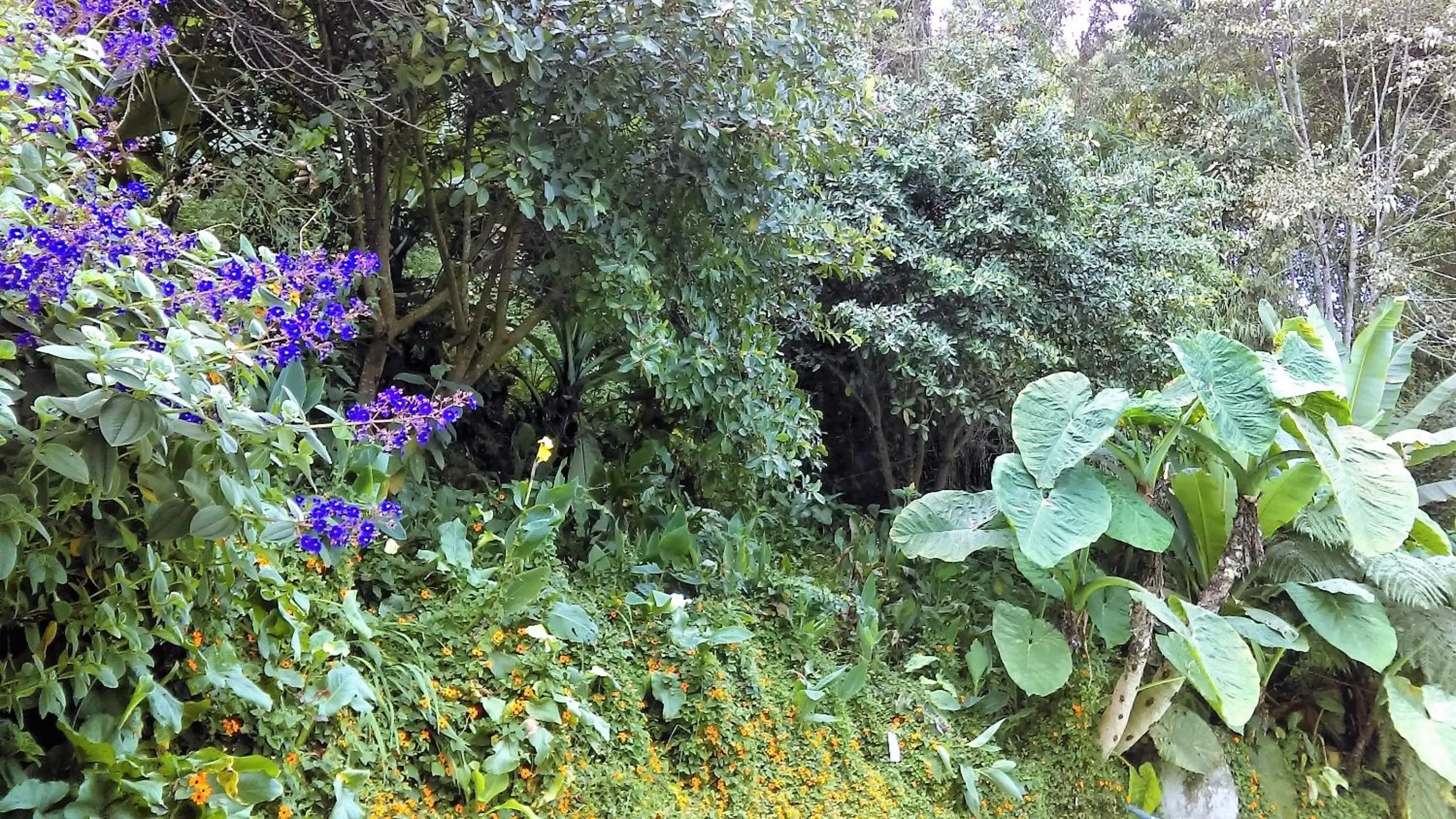 Natural landscape in Hotel Termales Tierra Viva