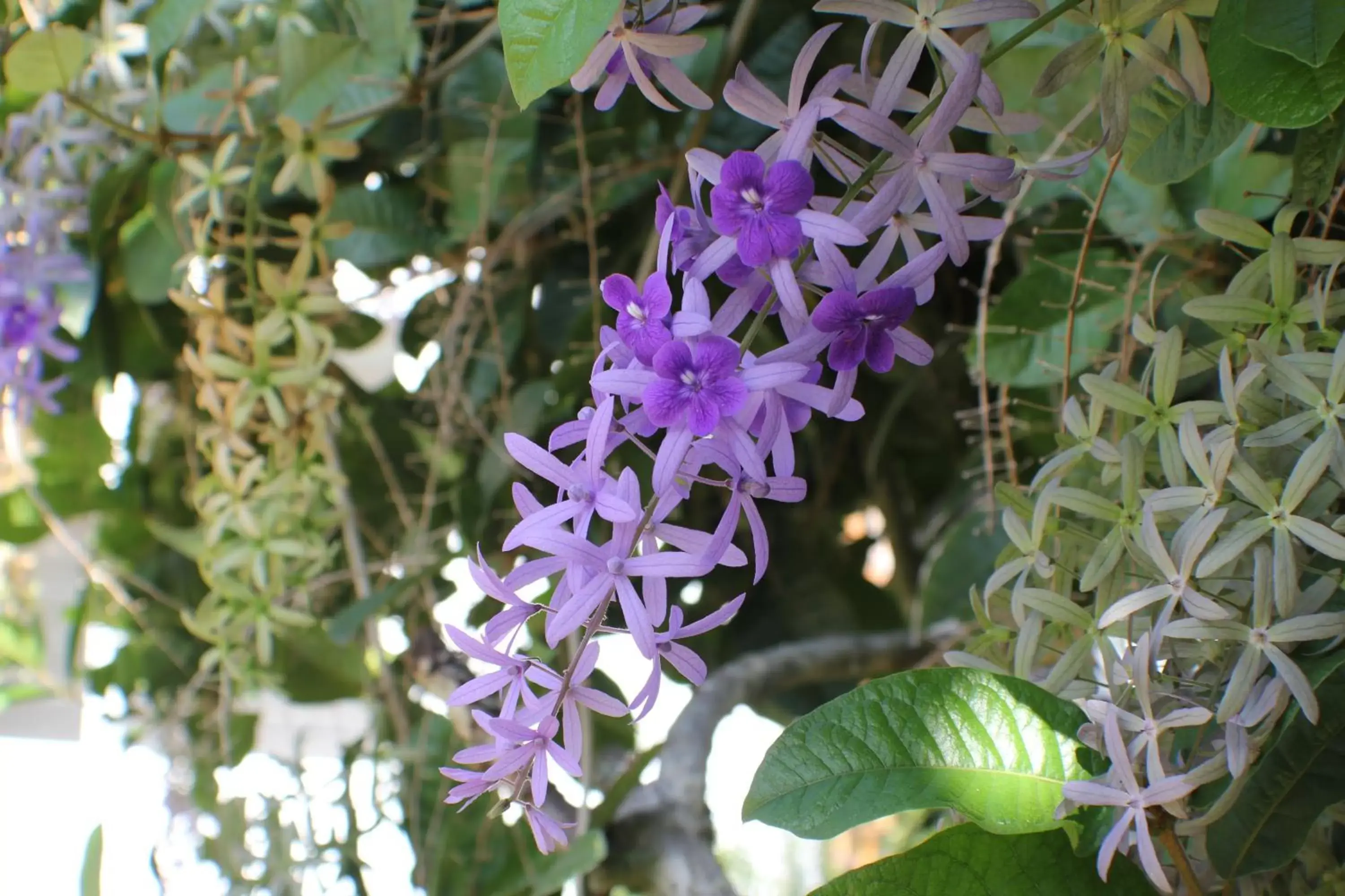 Garden in Hotel La Roussette