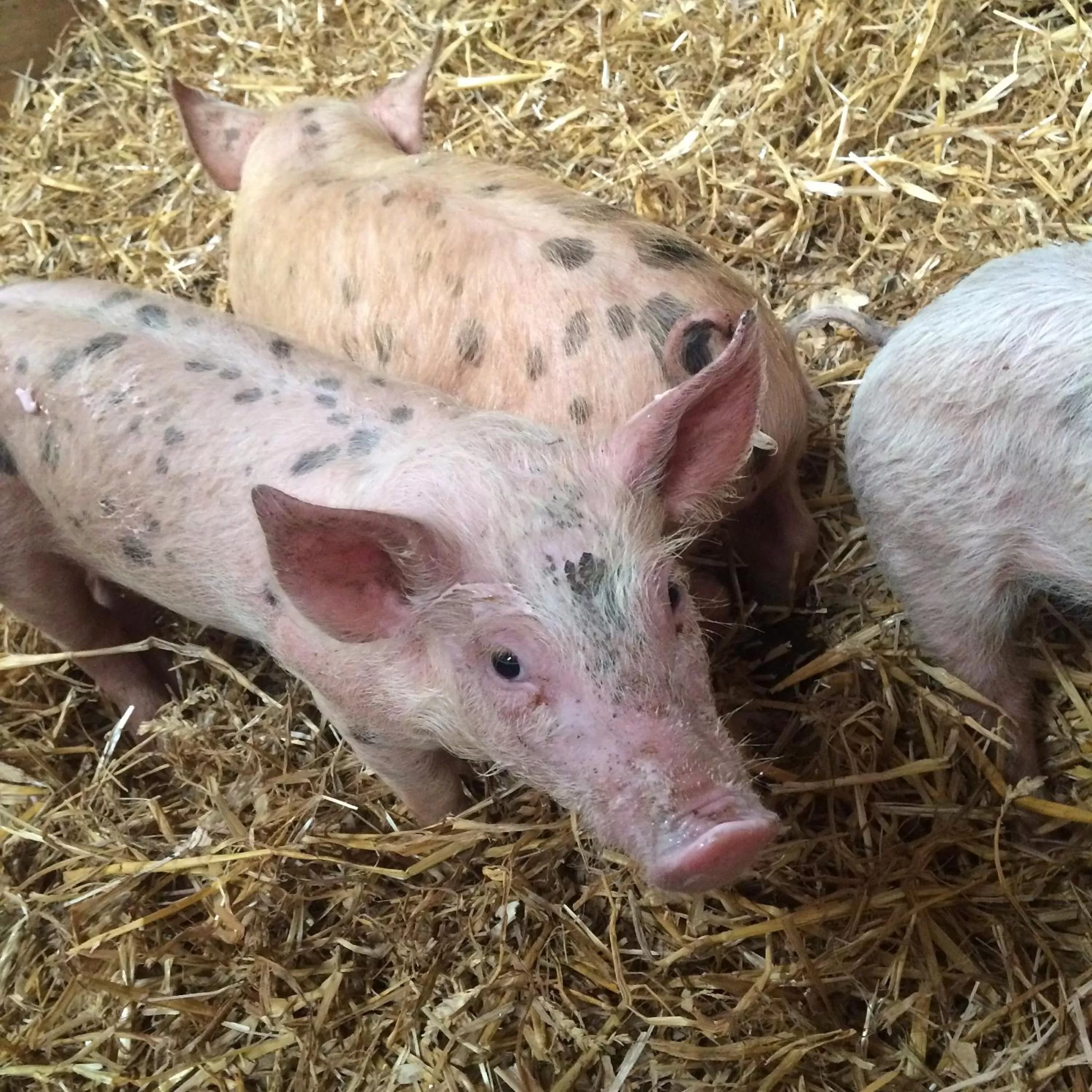 Animals in Barton Gate Farm B&B