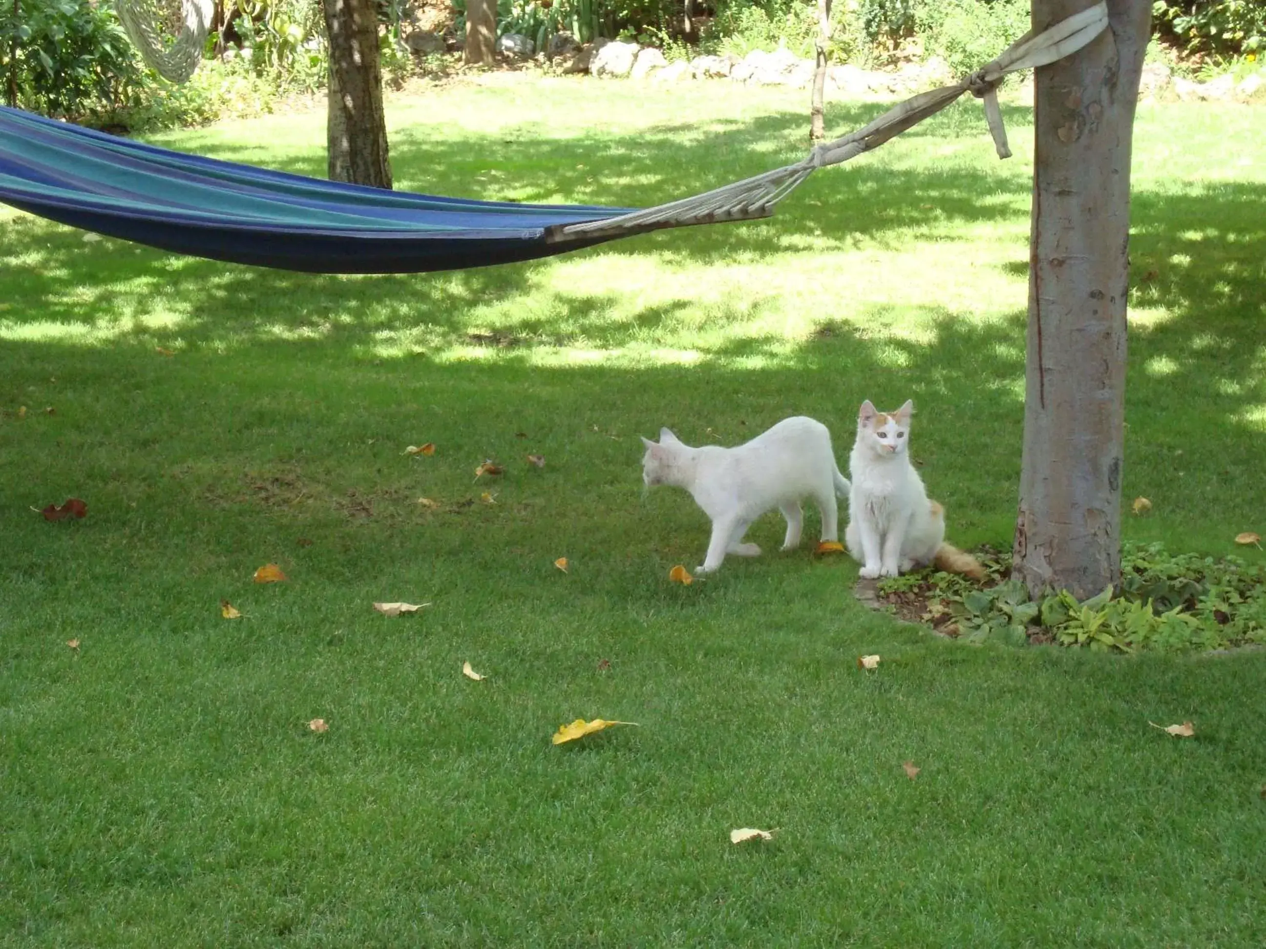 Garden, Pets in B&B Esperança