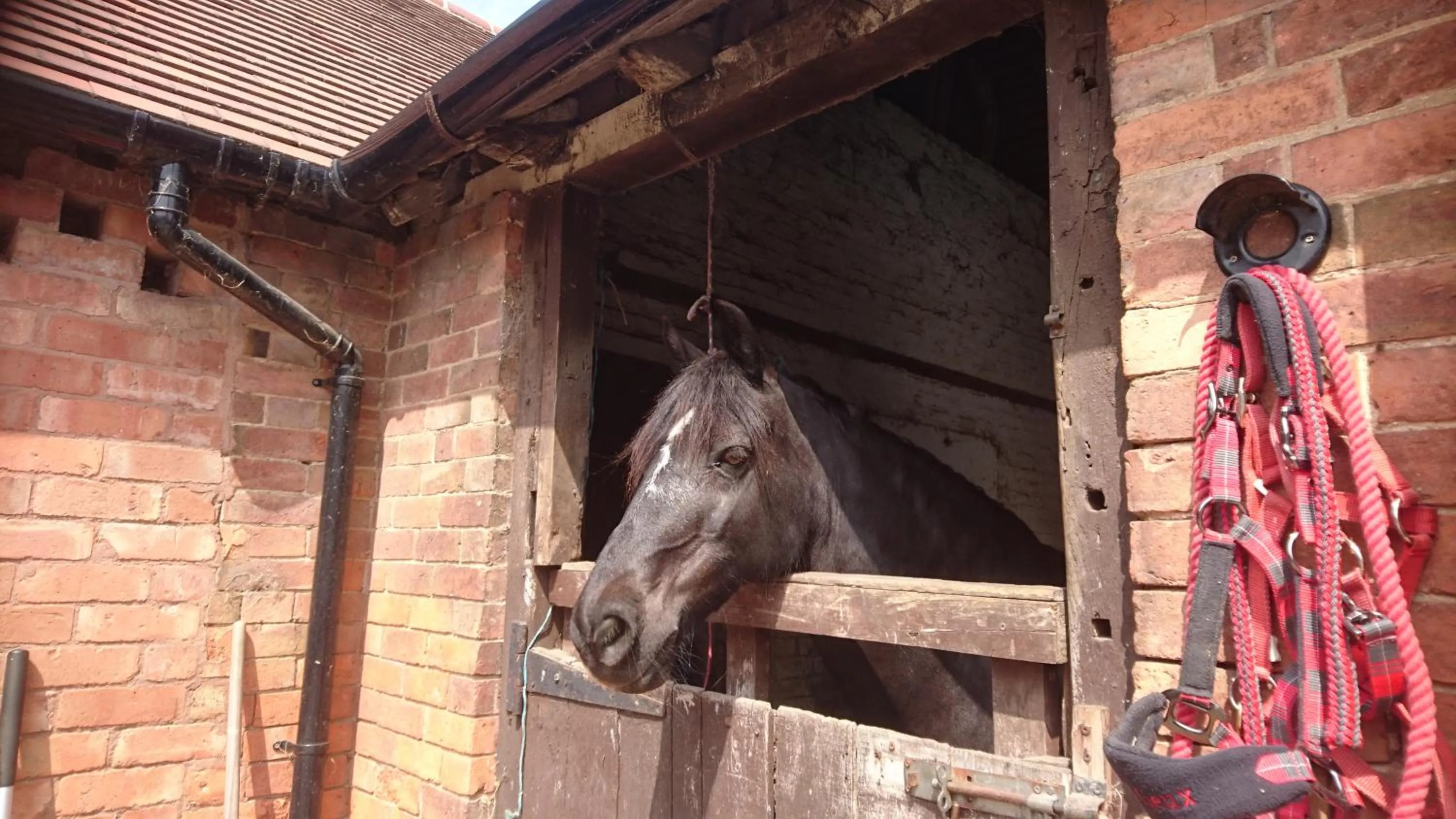 Horse-riding in Church Farm Accommodation