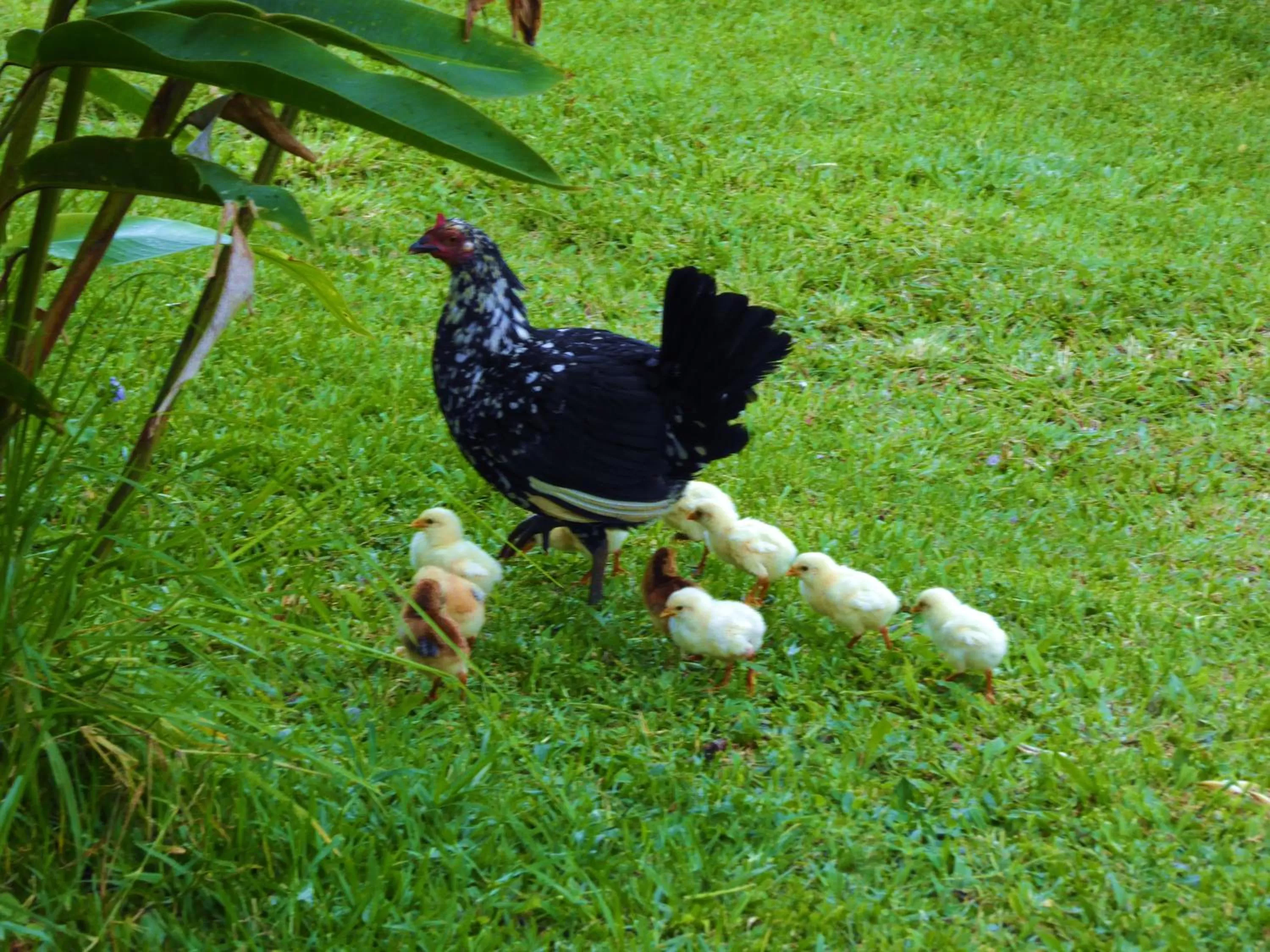 Animals in Finca El Cielo